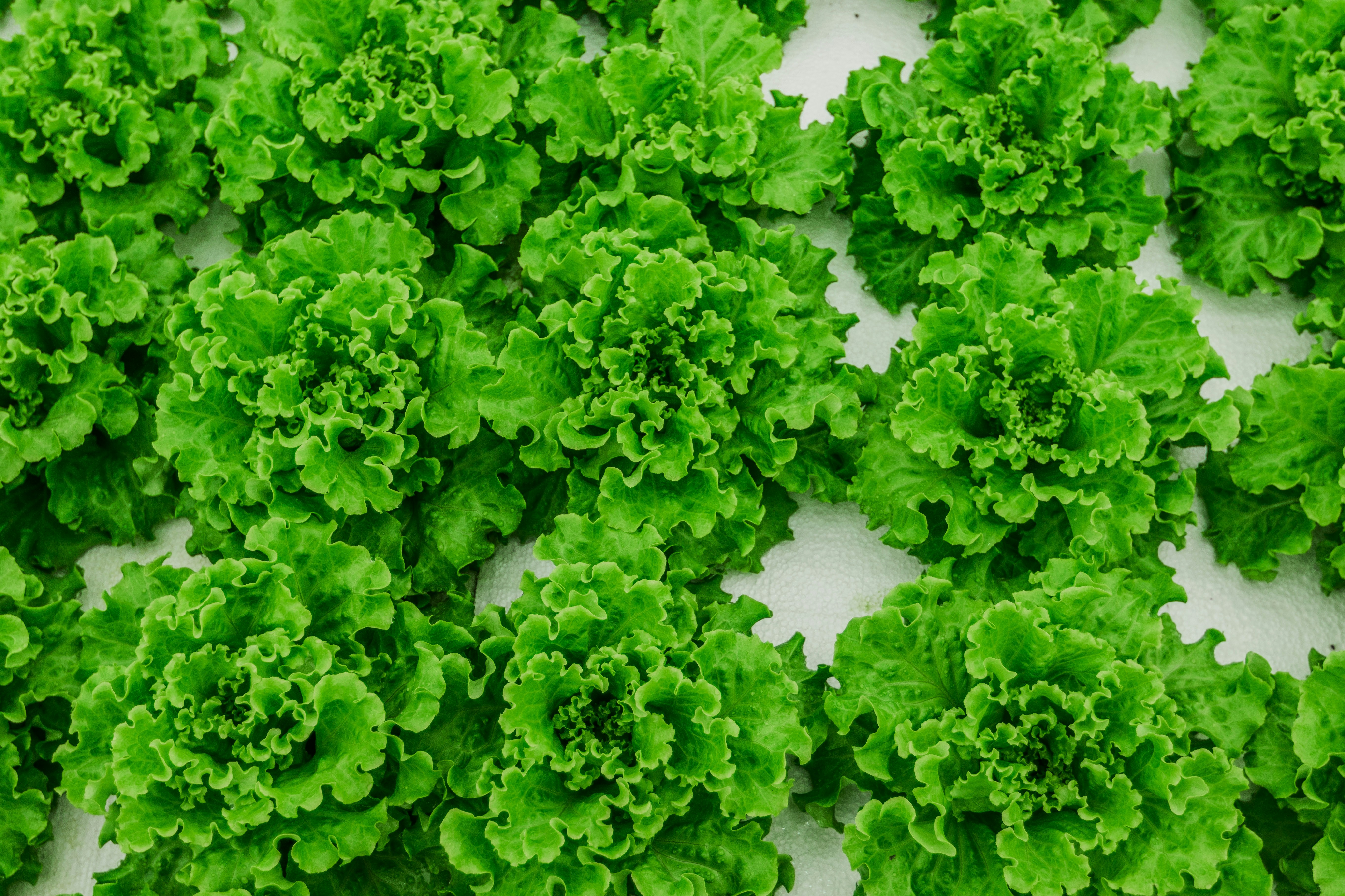 Photo by taravinesmith