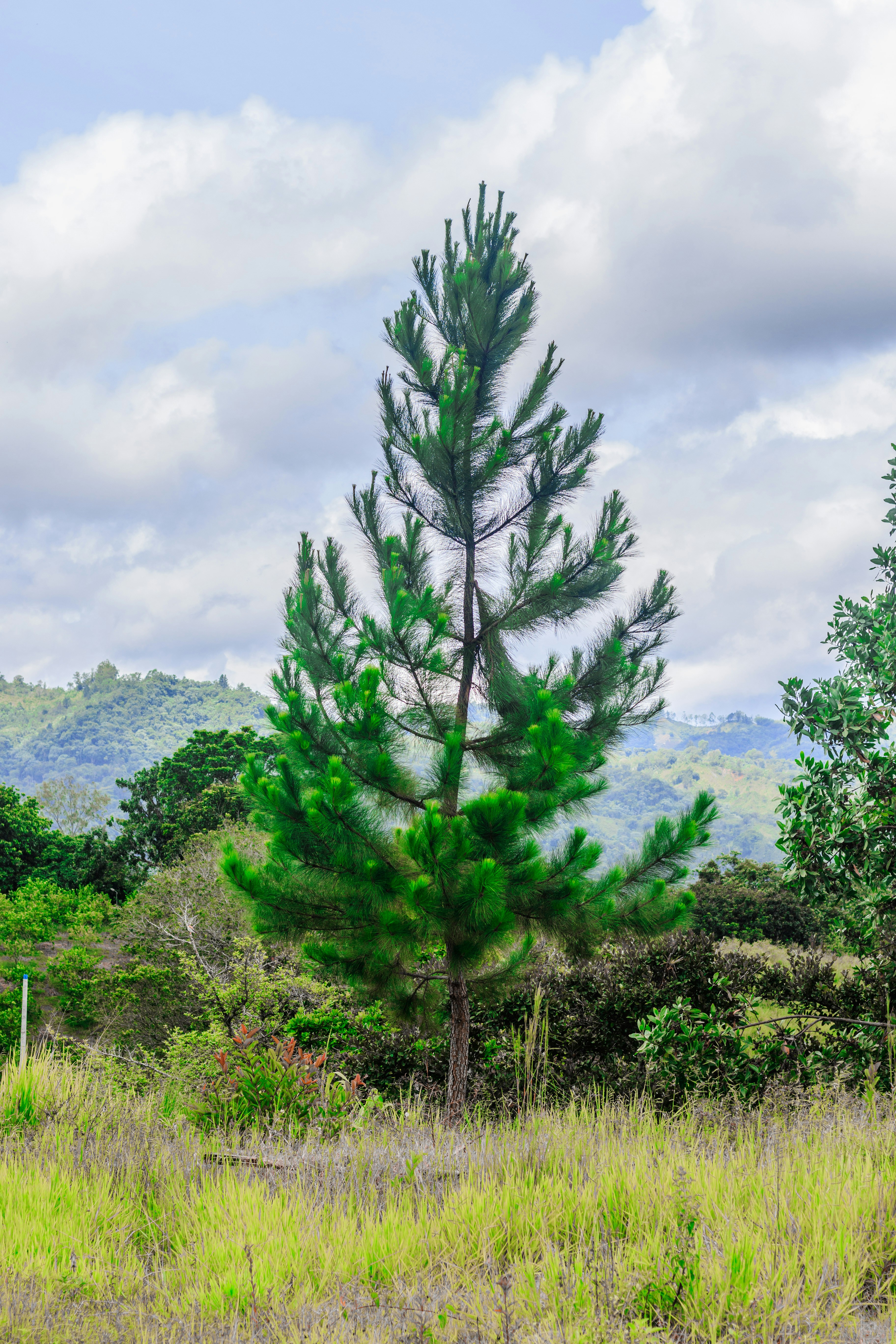A tall pine tree sitting in the middle of a field photo – Free Forest ...