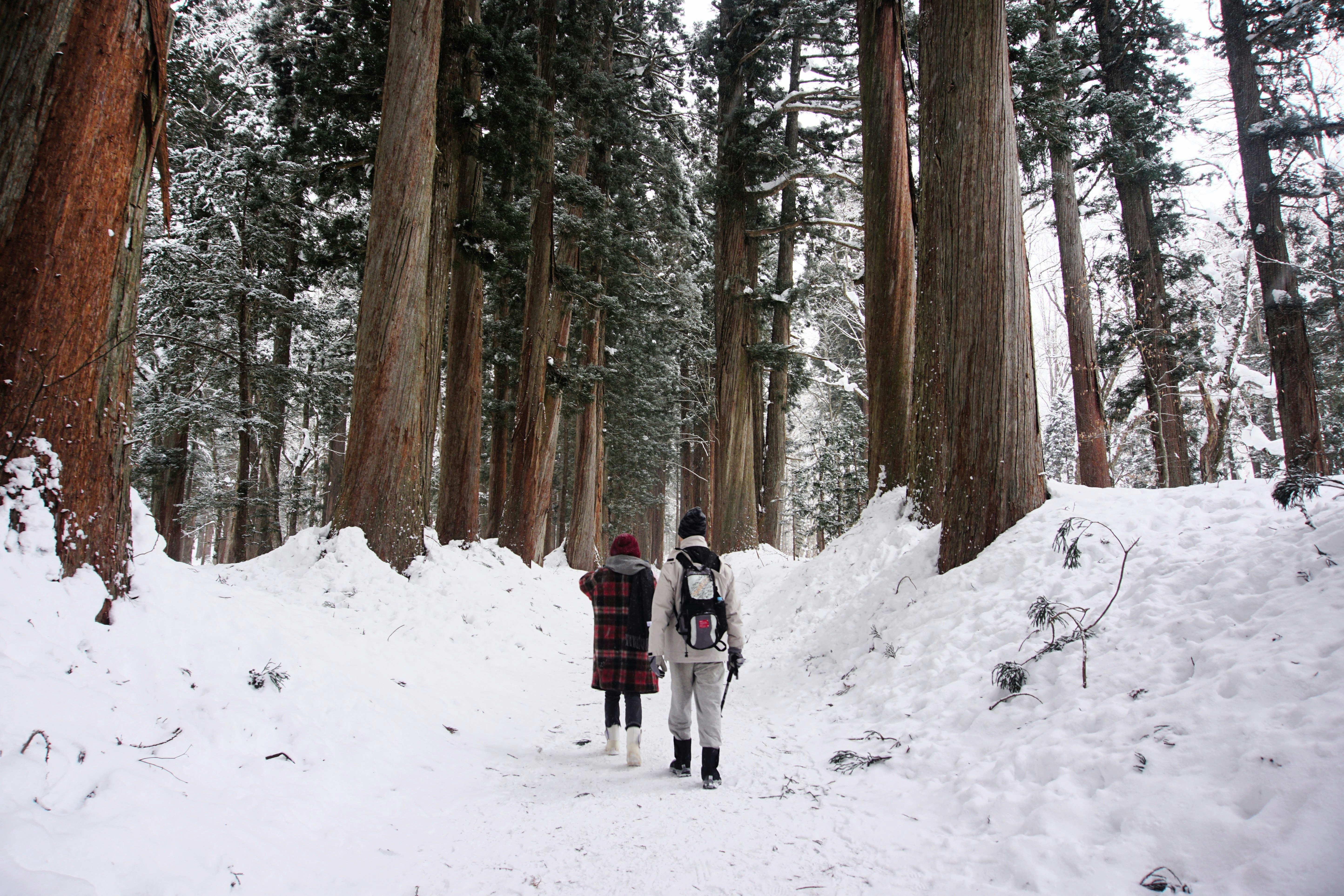 Snowshoe hikers on a clear, wide trail in a Japanese forest with snow-covered trees