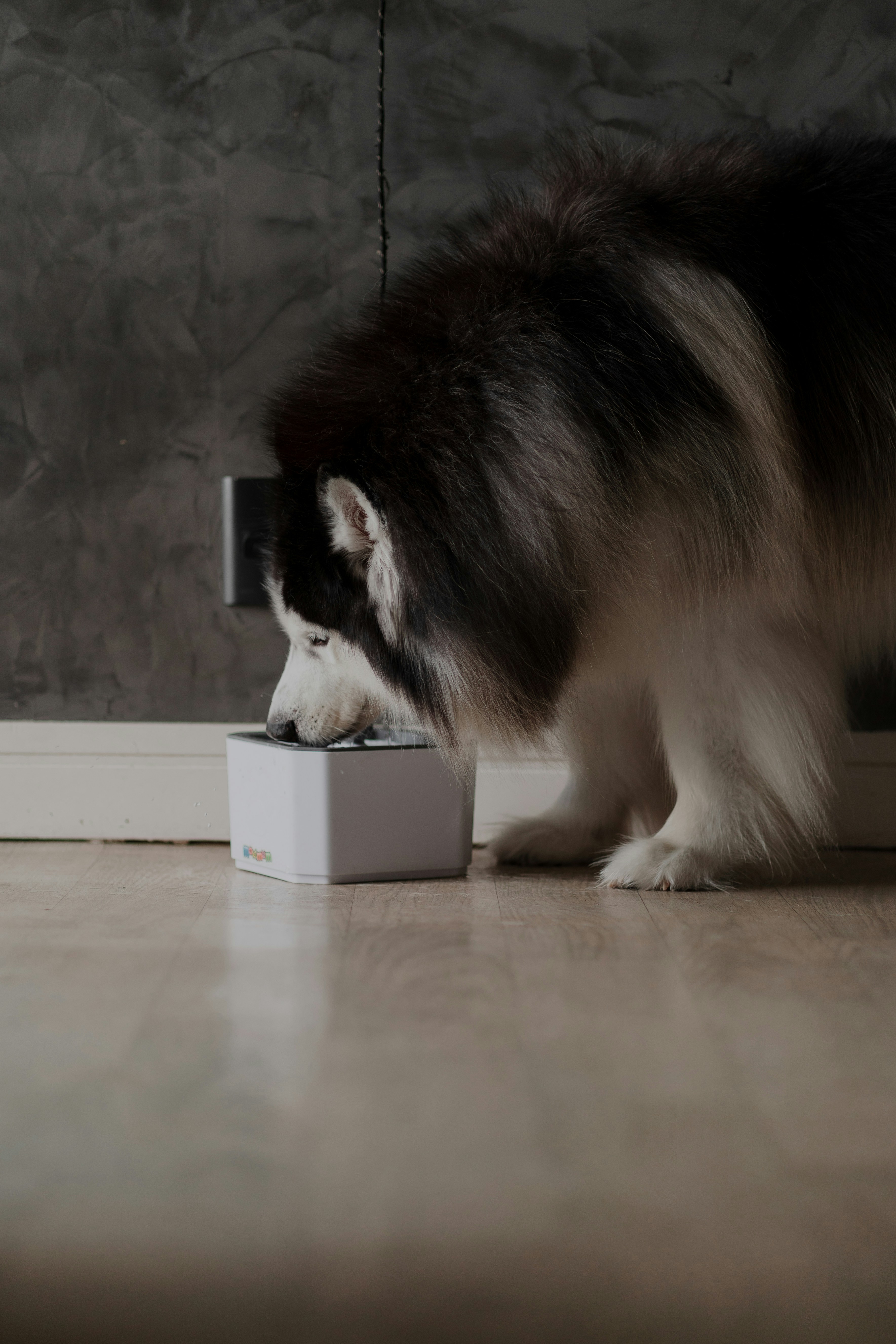 interactive dog toys