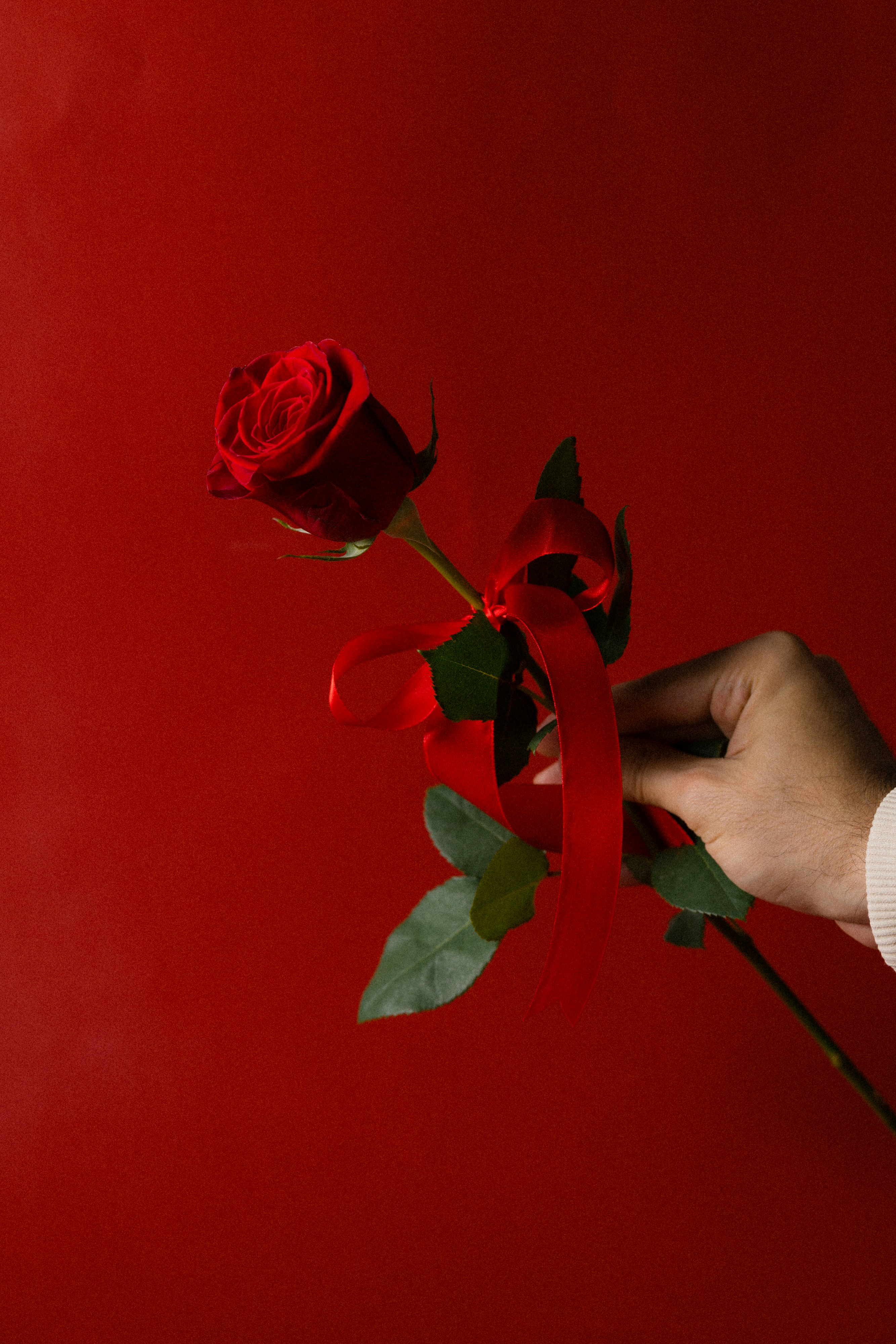 A person holding a red rose with a red background