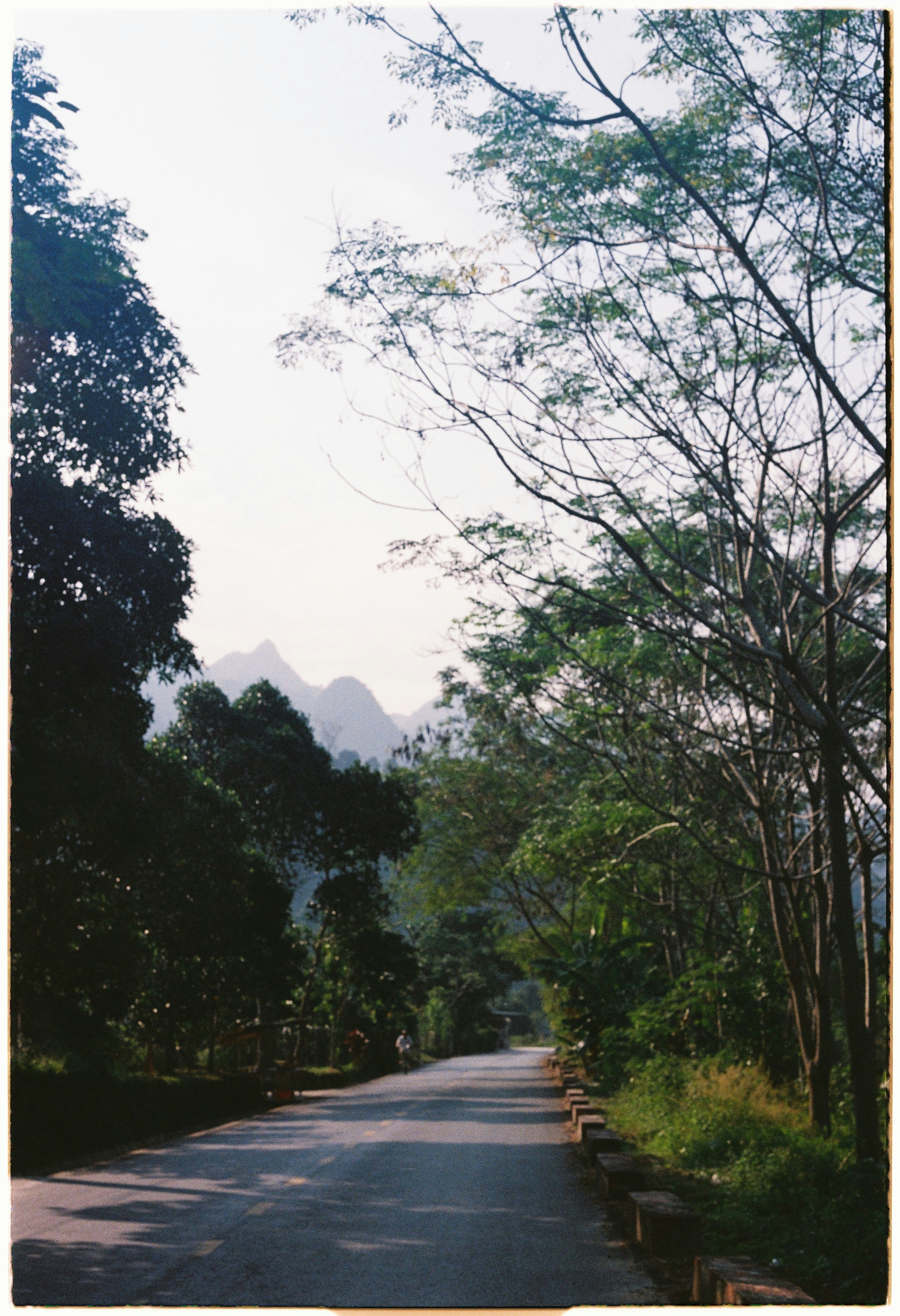 An empty road surrounded by trees and mountains