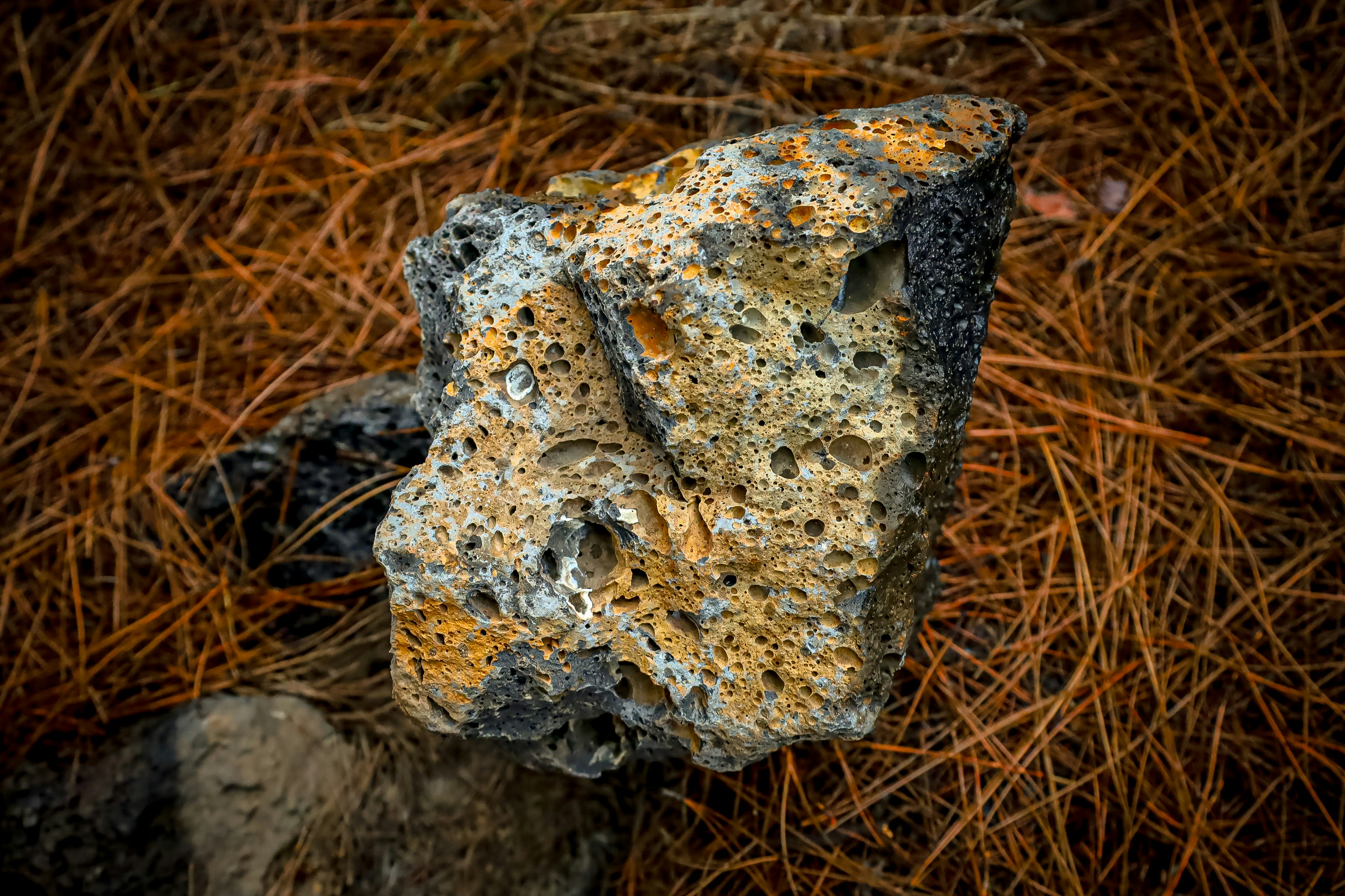 Photo by caroinfocus