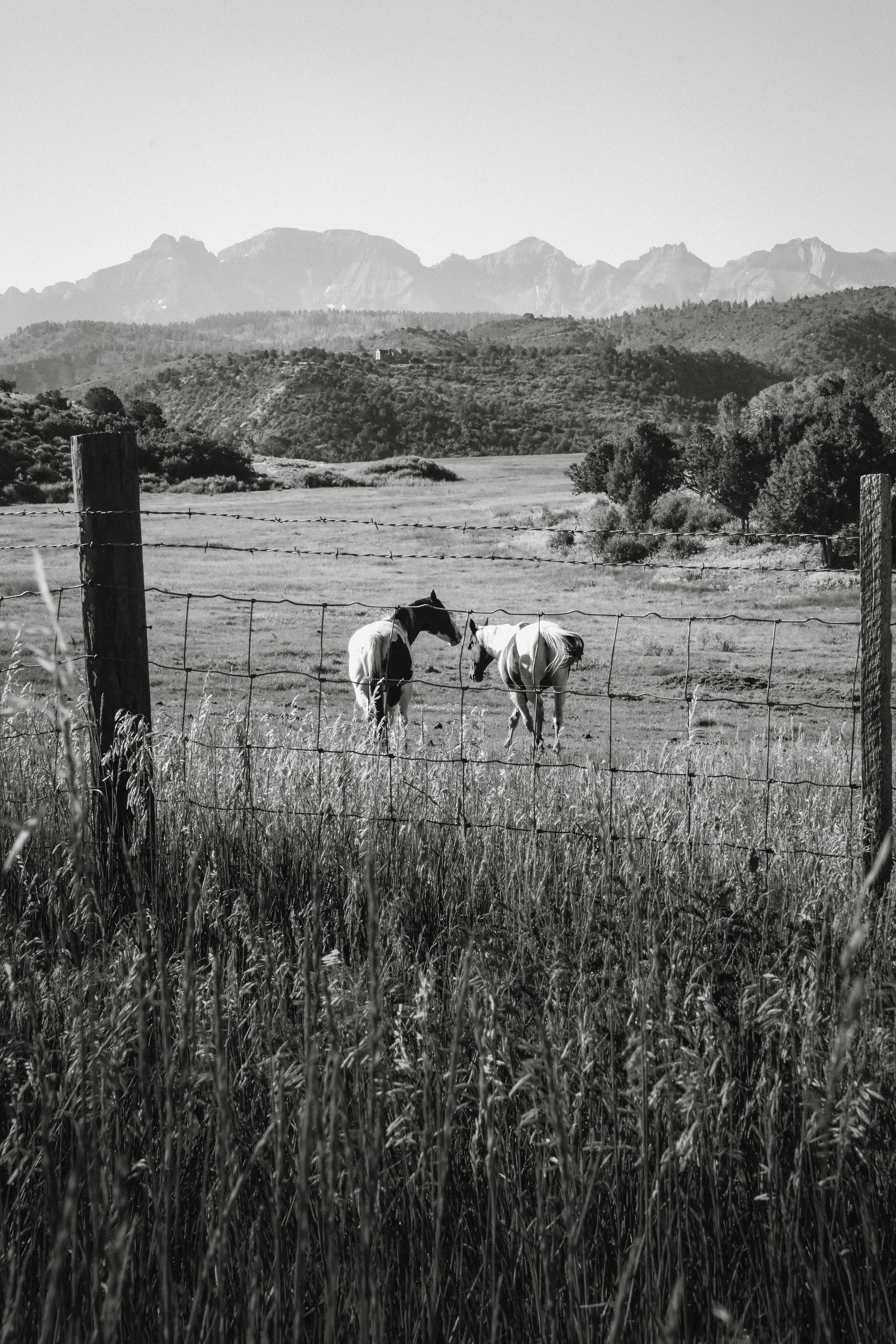 A black and white photo of two horses in a field