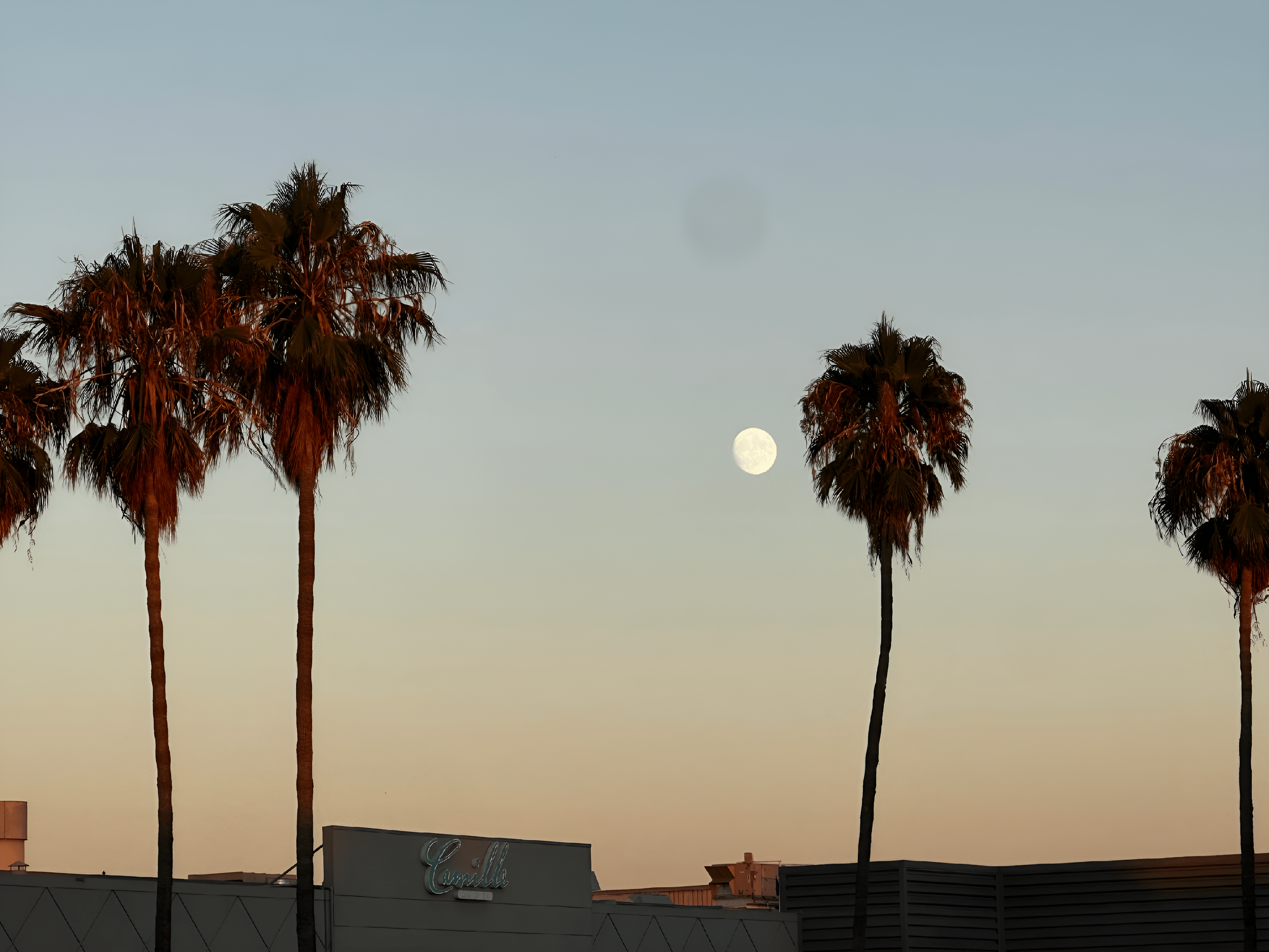 A row of palm trees with the moon in the background