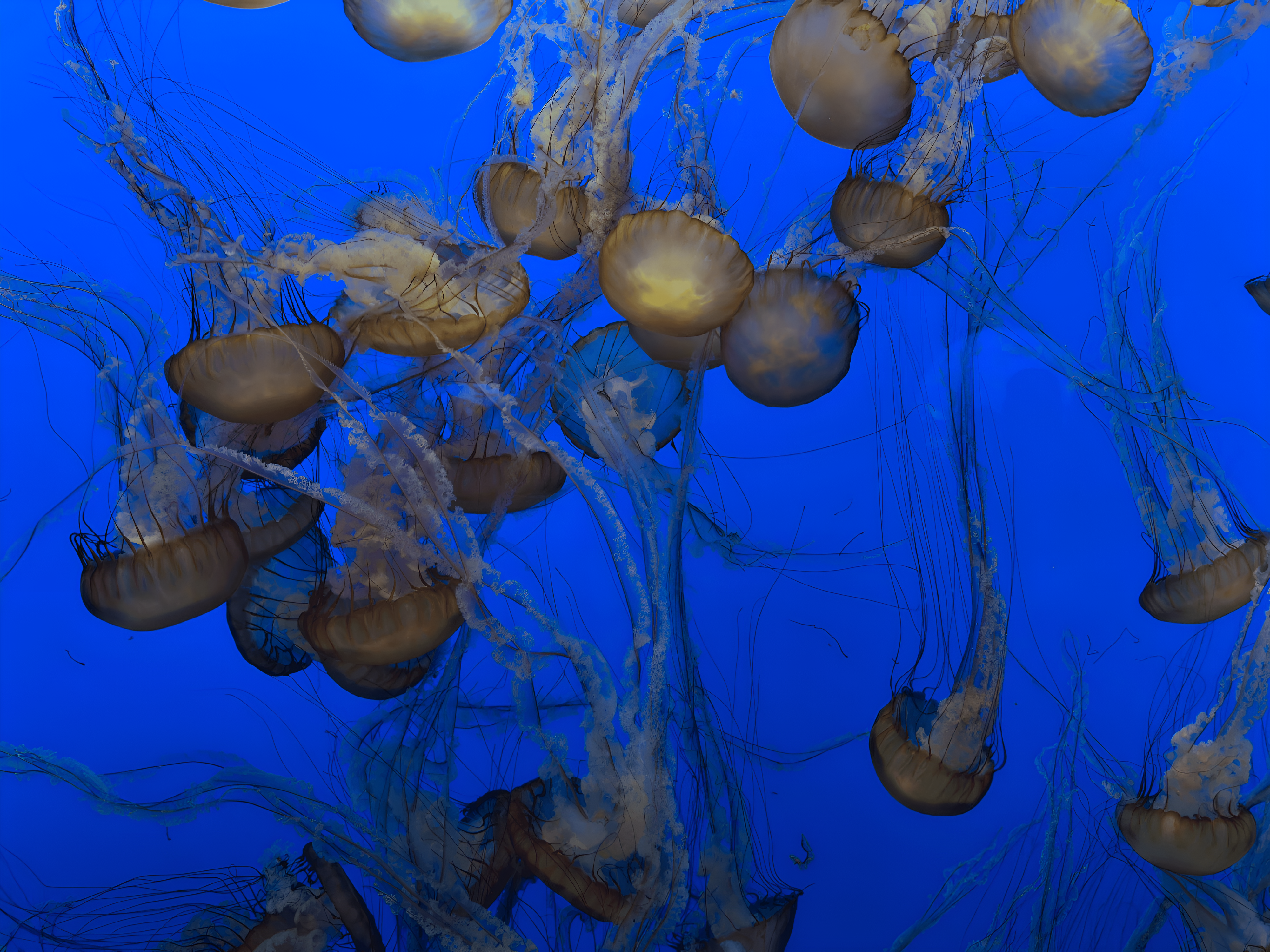 A group of jellyfish swimming in the ocean