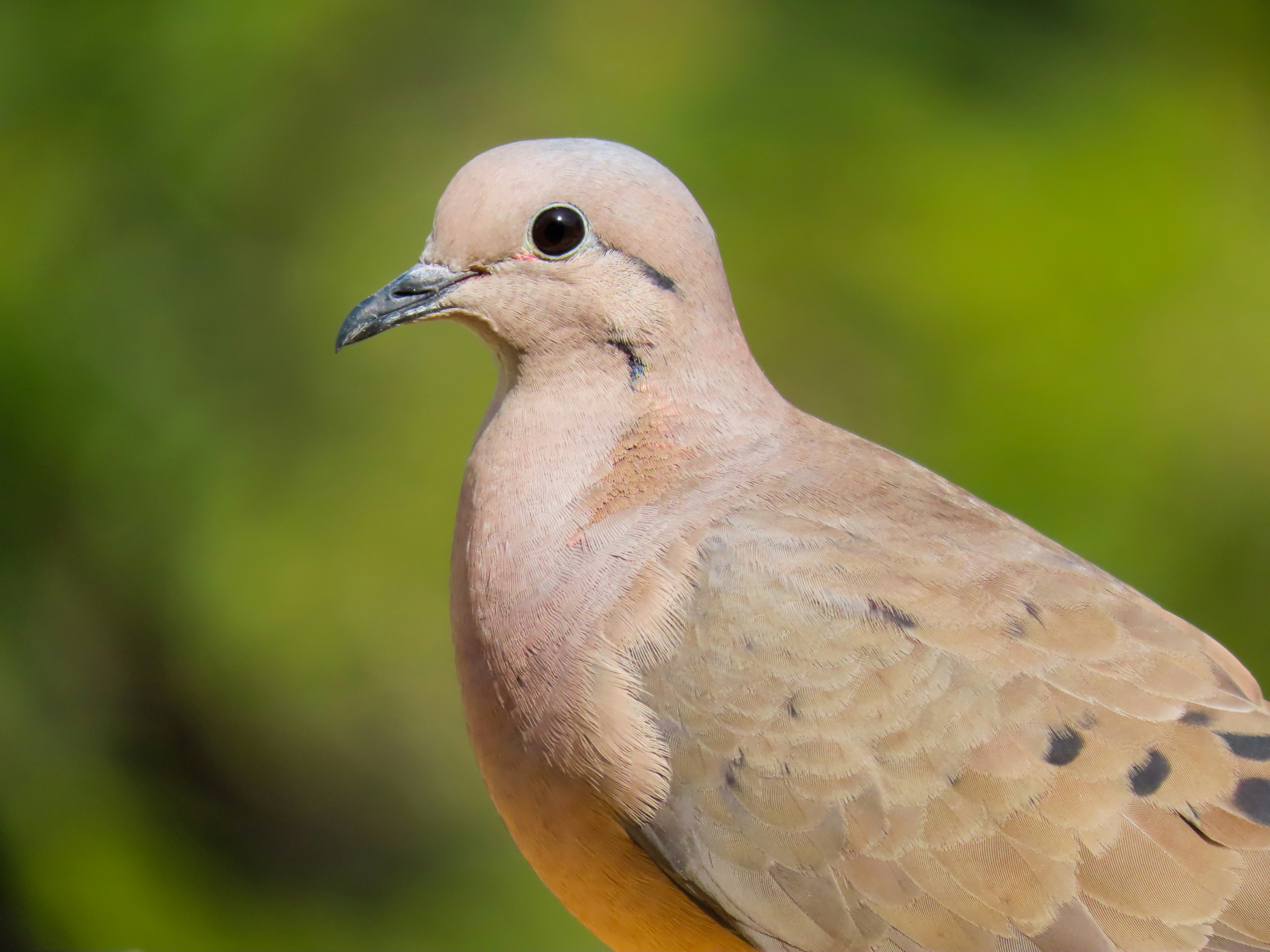 Photo by patricianicoloso