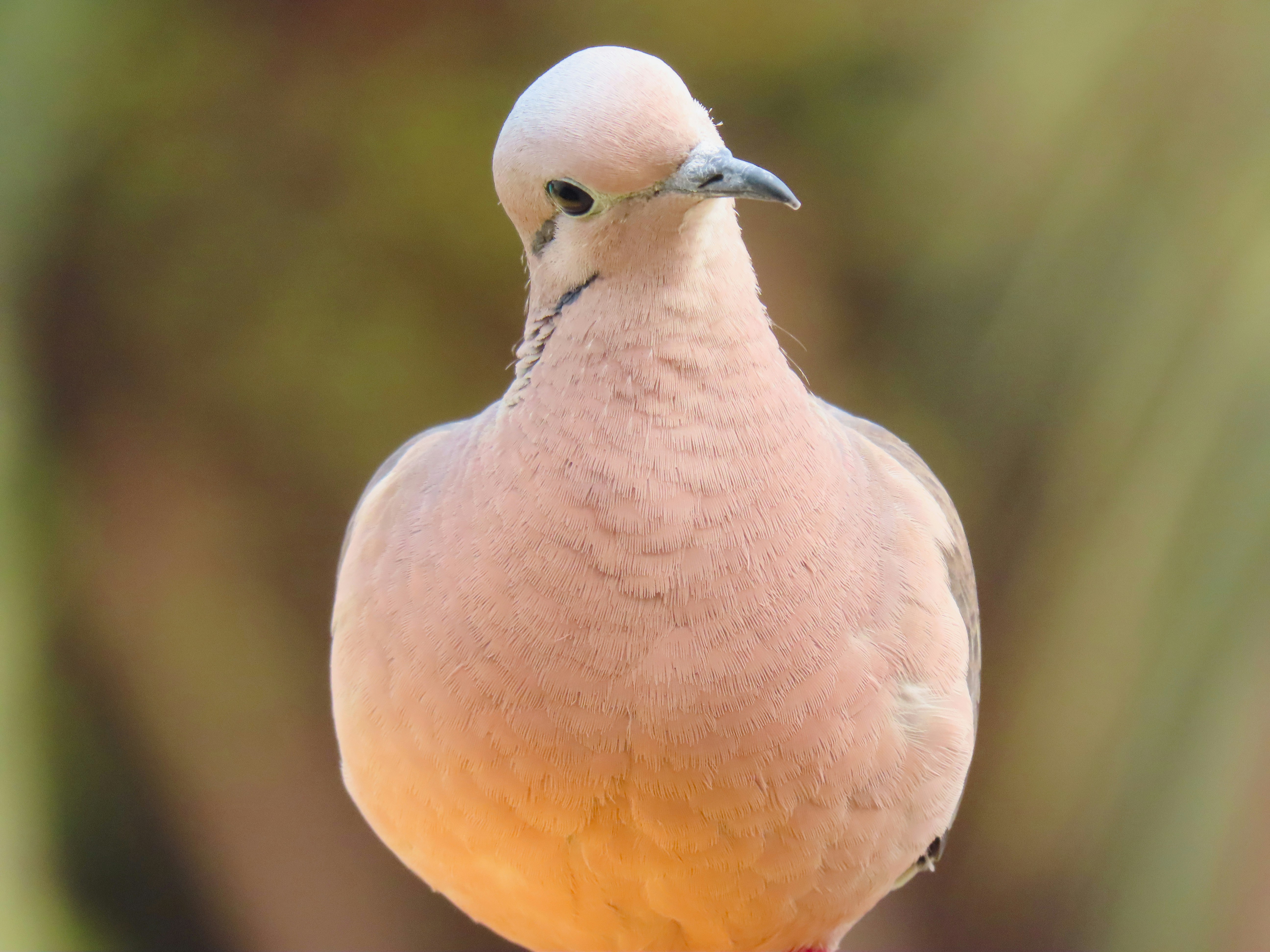 Photo by patricianicoloso