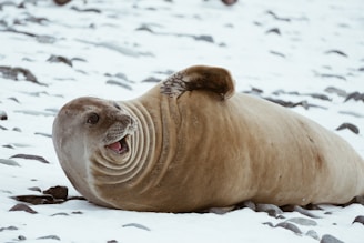 A seal laying in the snow with its mouth open