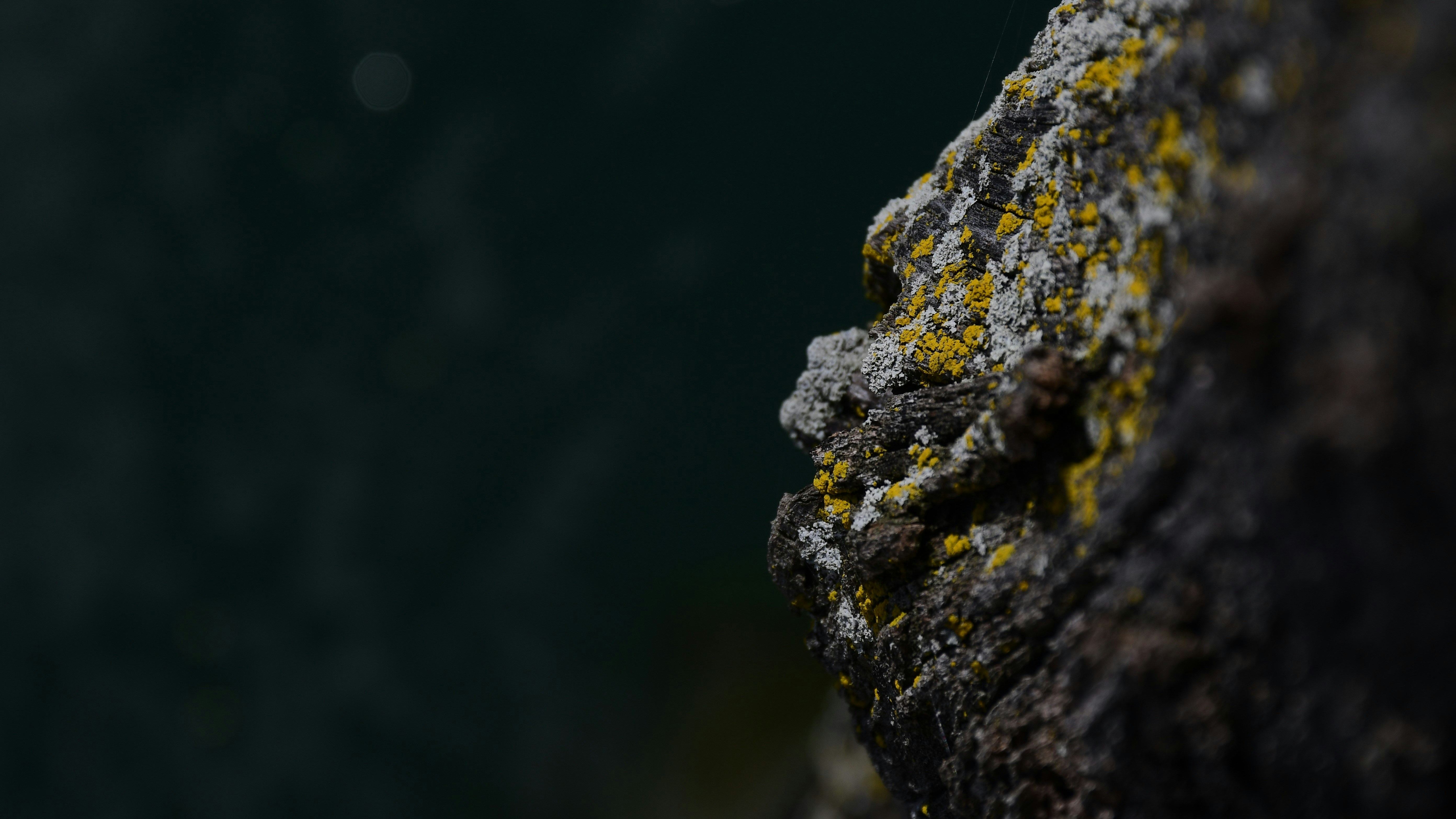 Nature's Texture: A Close-Up of Lichen on a Rugged Rock Face If you want a more artistic take: Time Woven in Stone – A Macro Perspective of Lichen and Rock Let me know if you’d like a different vibe!