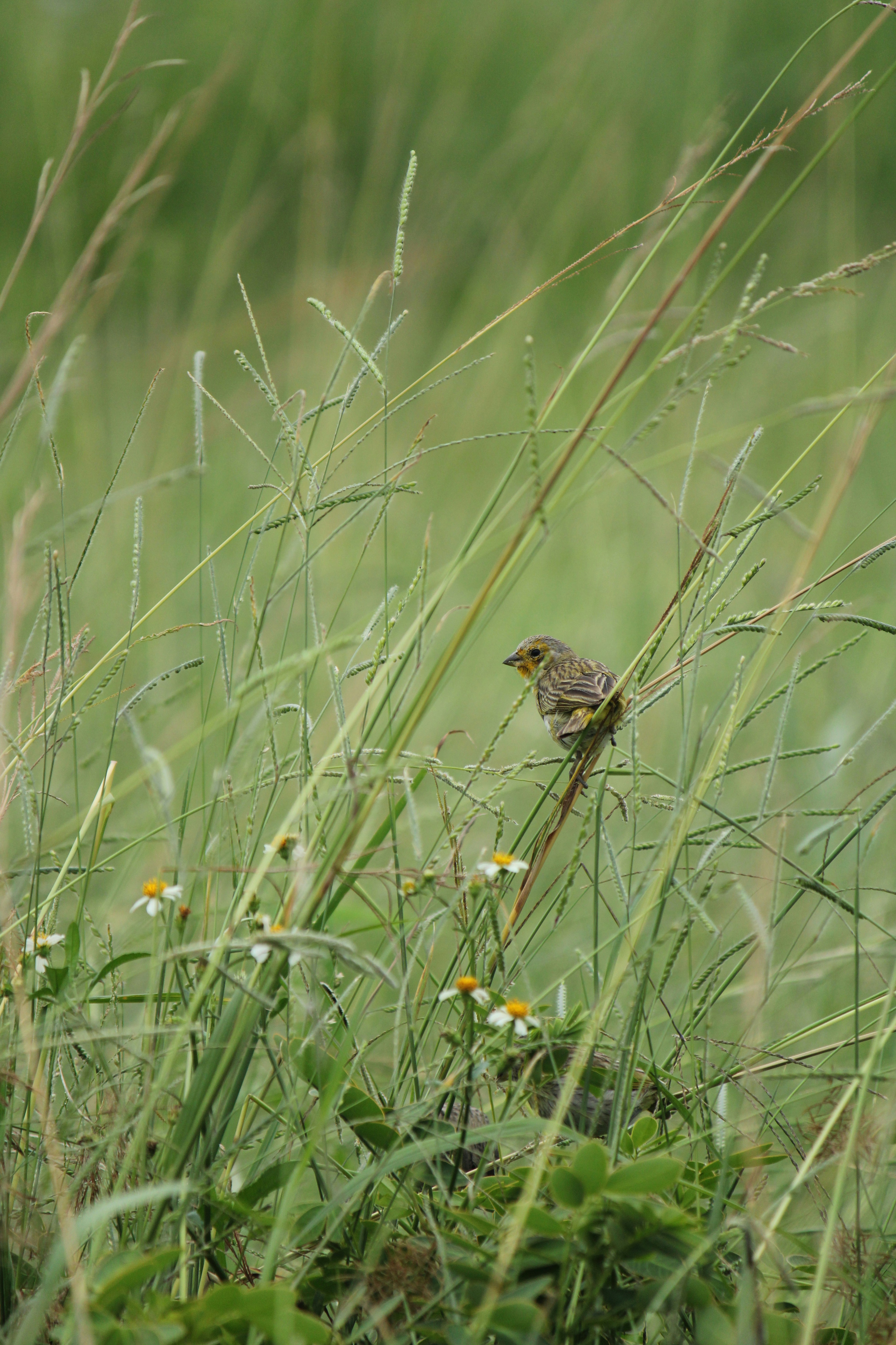 Photo by paulo_pescada