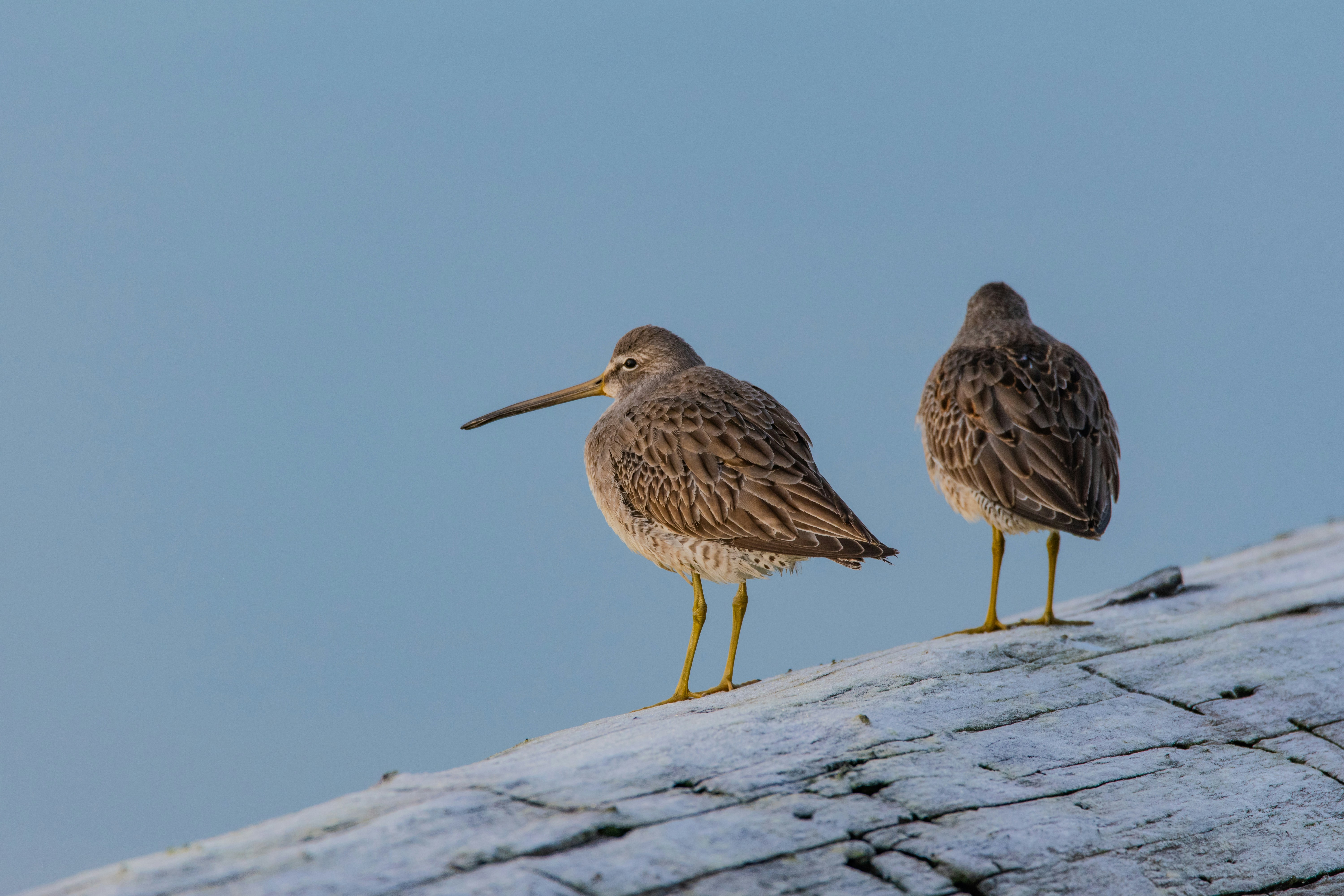 Photo of Curlew, Washington