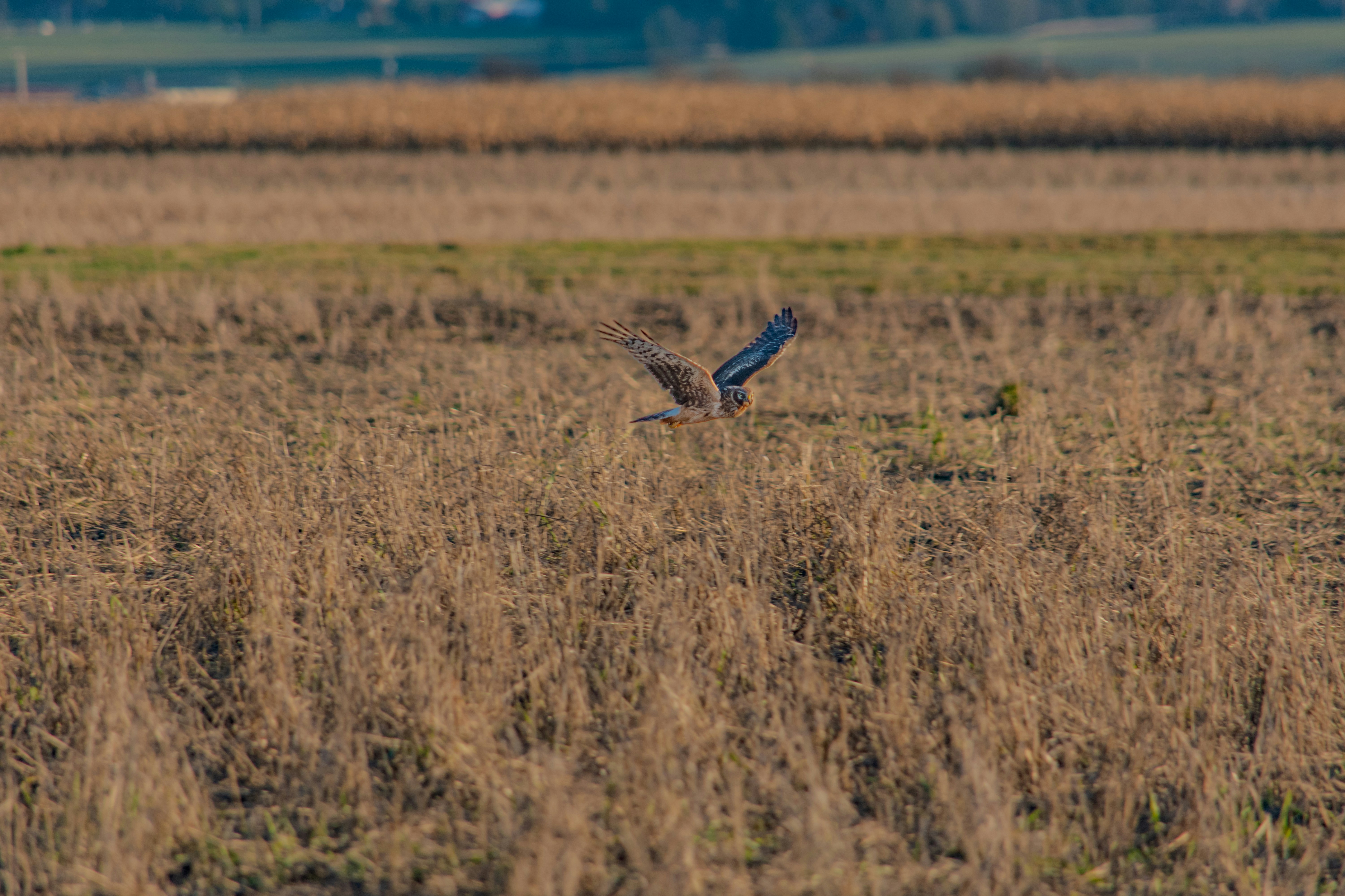 Photo by chriscross05