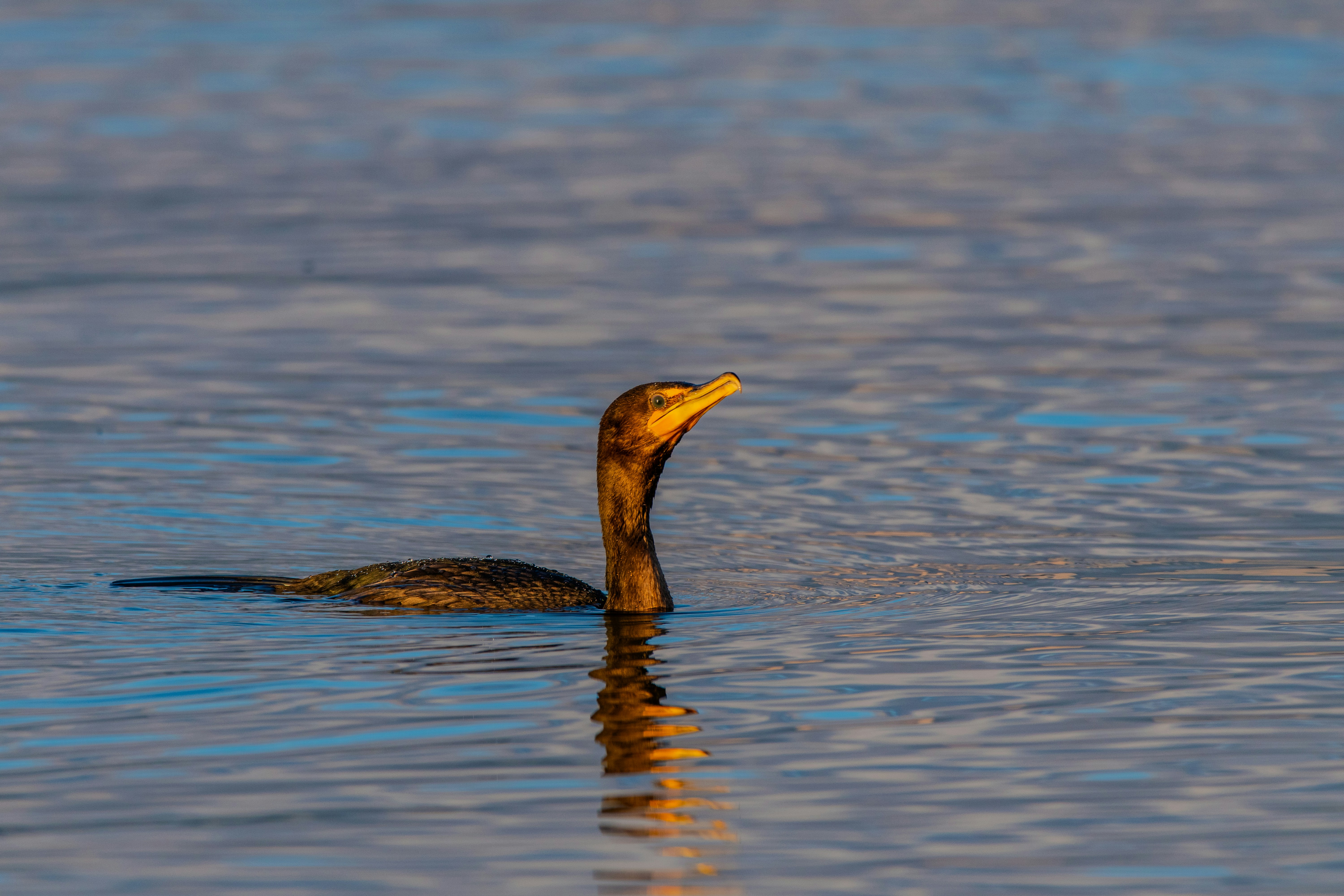 Photo by chriscross05