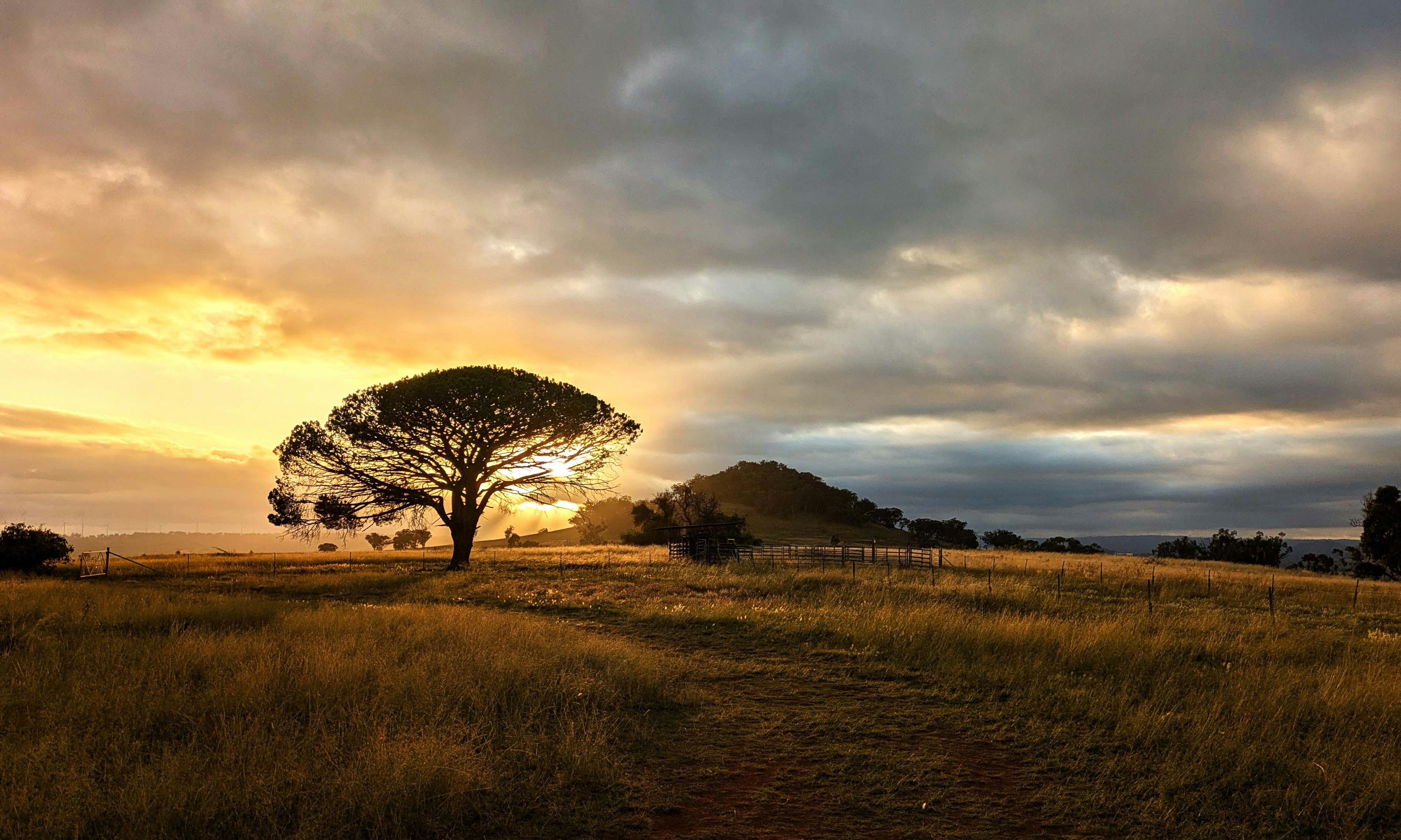 A lone tree in a grassy field under a cloudy sky