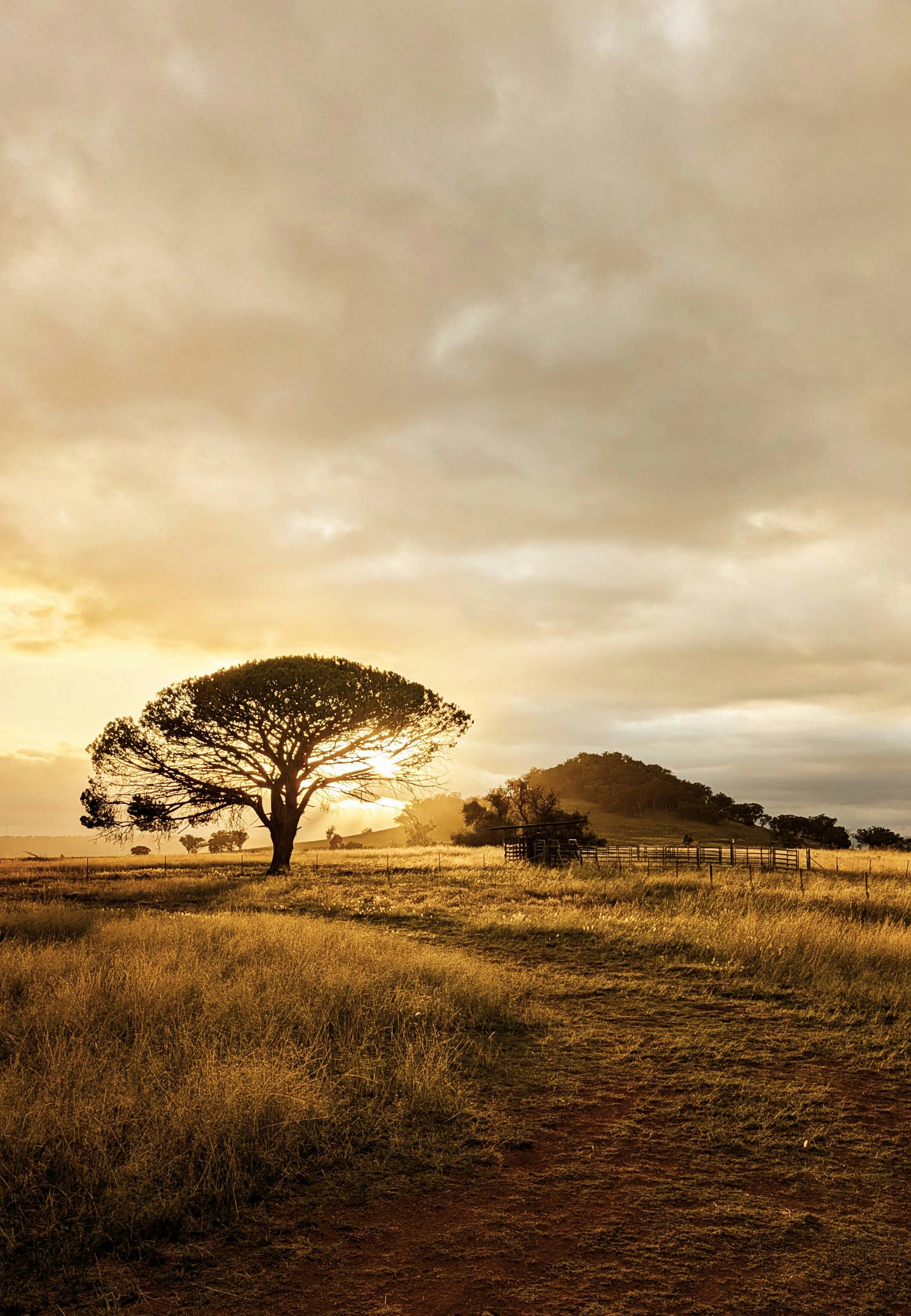 A lone tree stands in the middle of a field