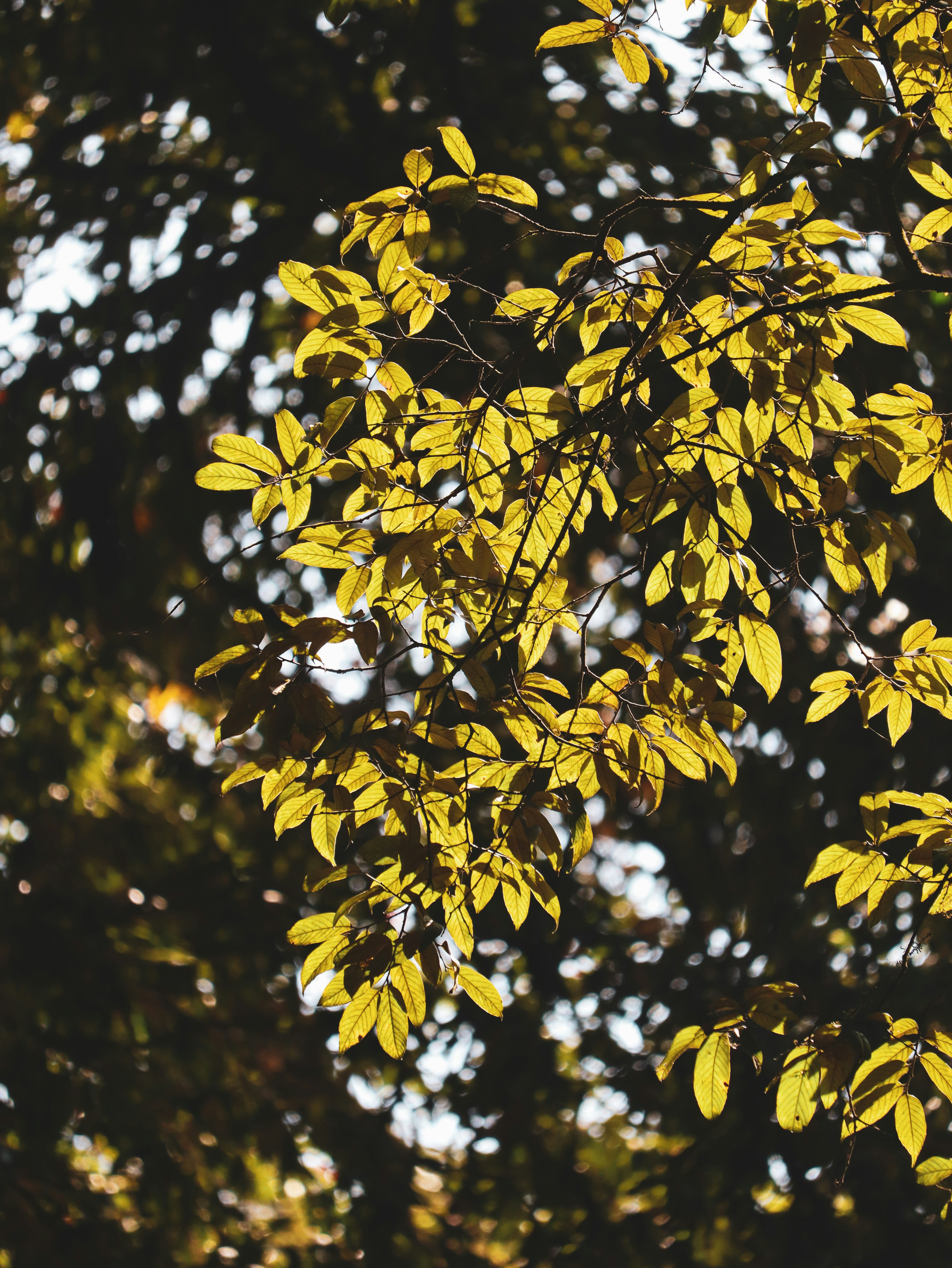 Photo by rohitsharma1785