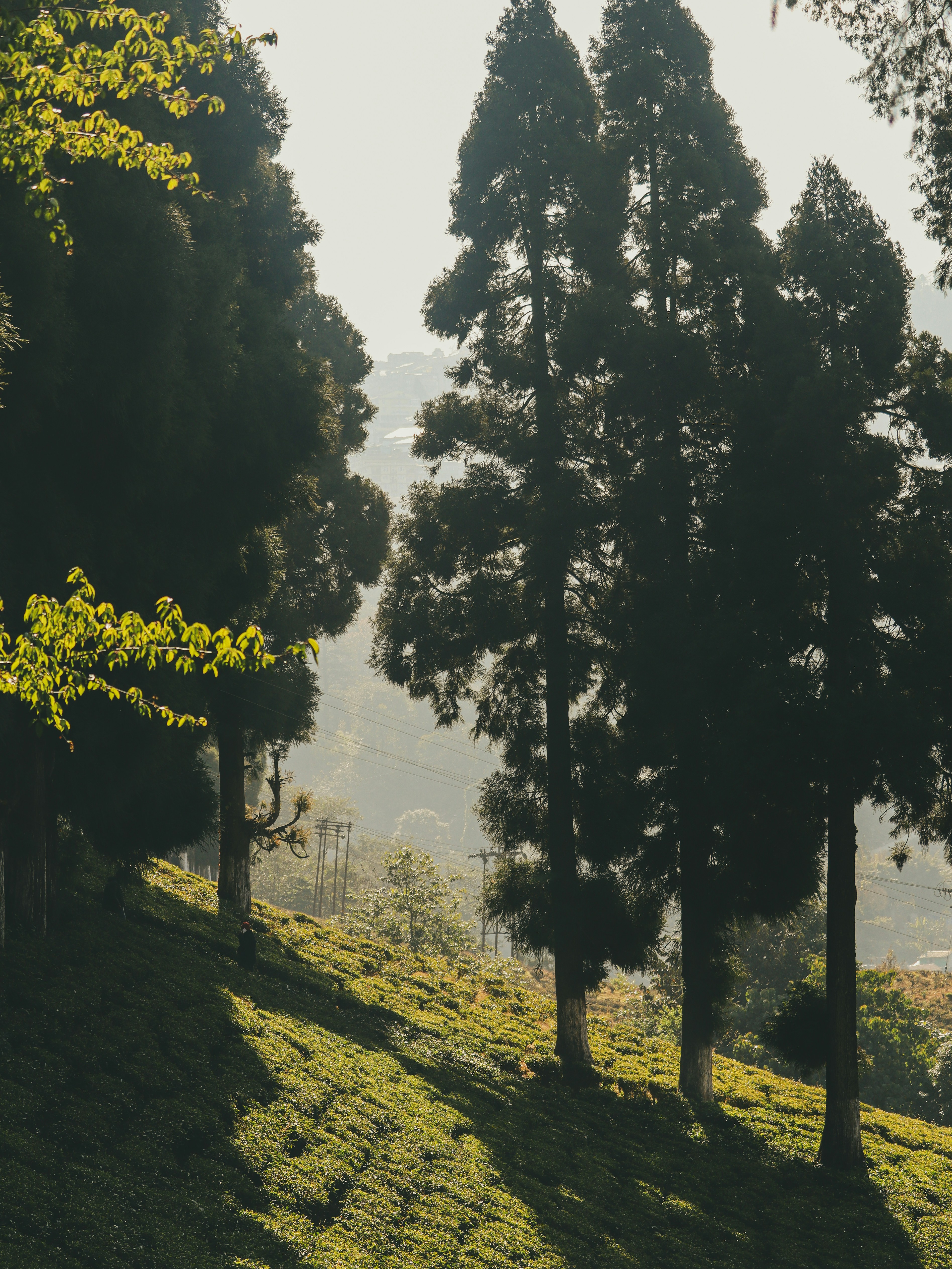 Photo by rohitsharma1785