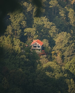 A house in the middle of a forest
