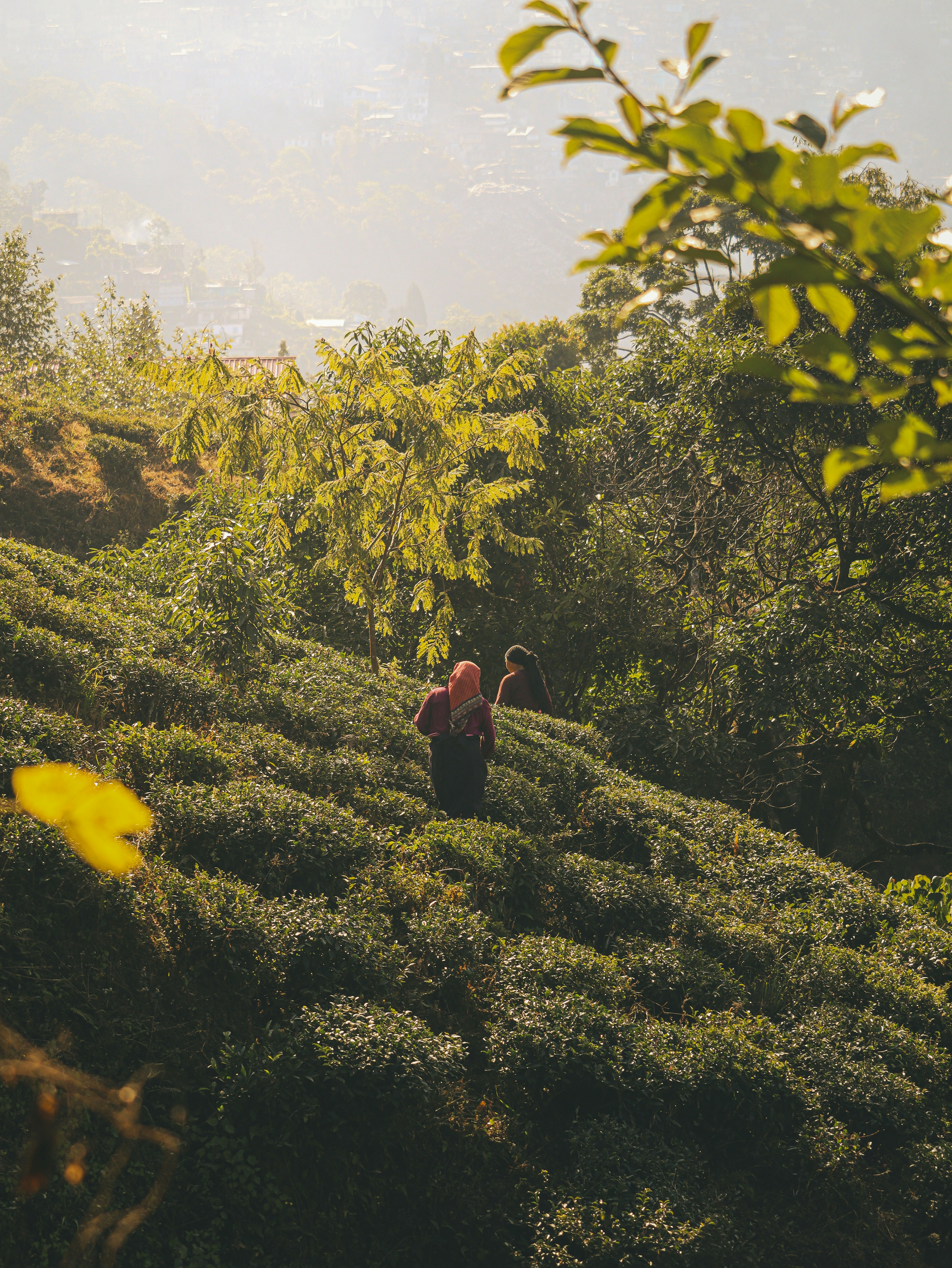 Photo by rohitsharma1785