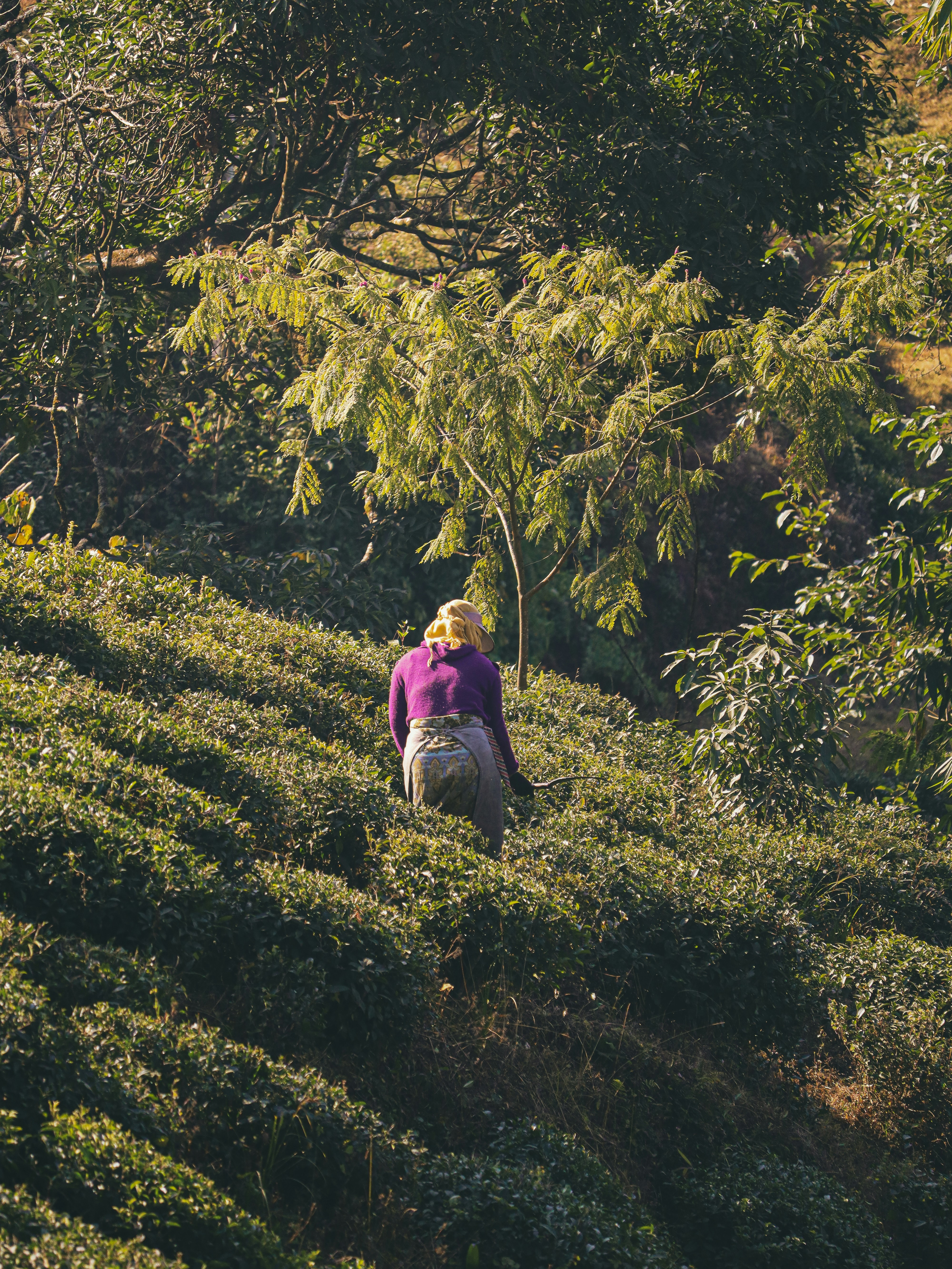 Photo by rohitsharma1785