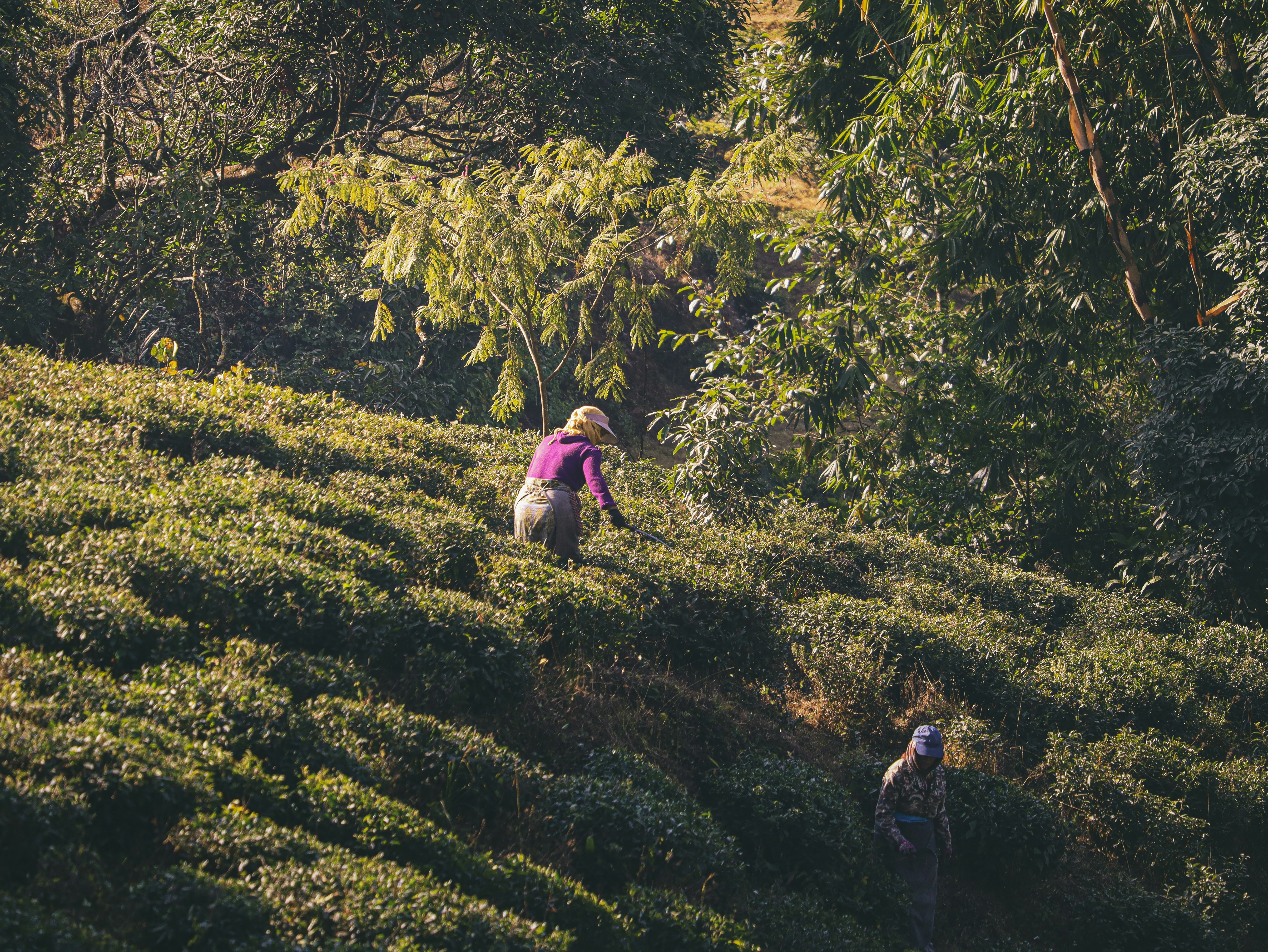 Photo by rohitsharma1785