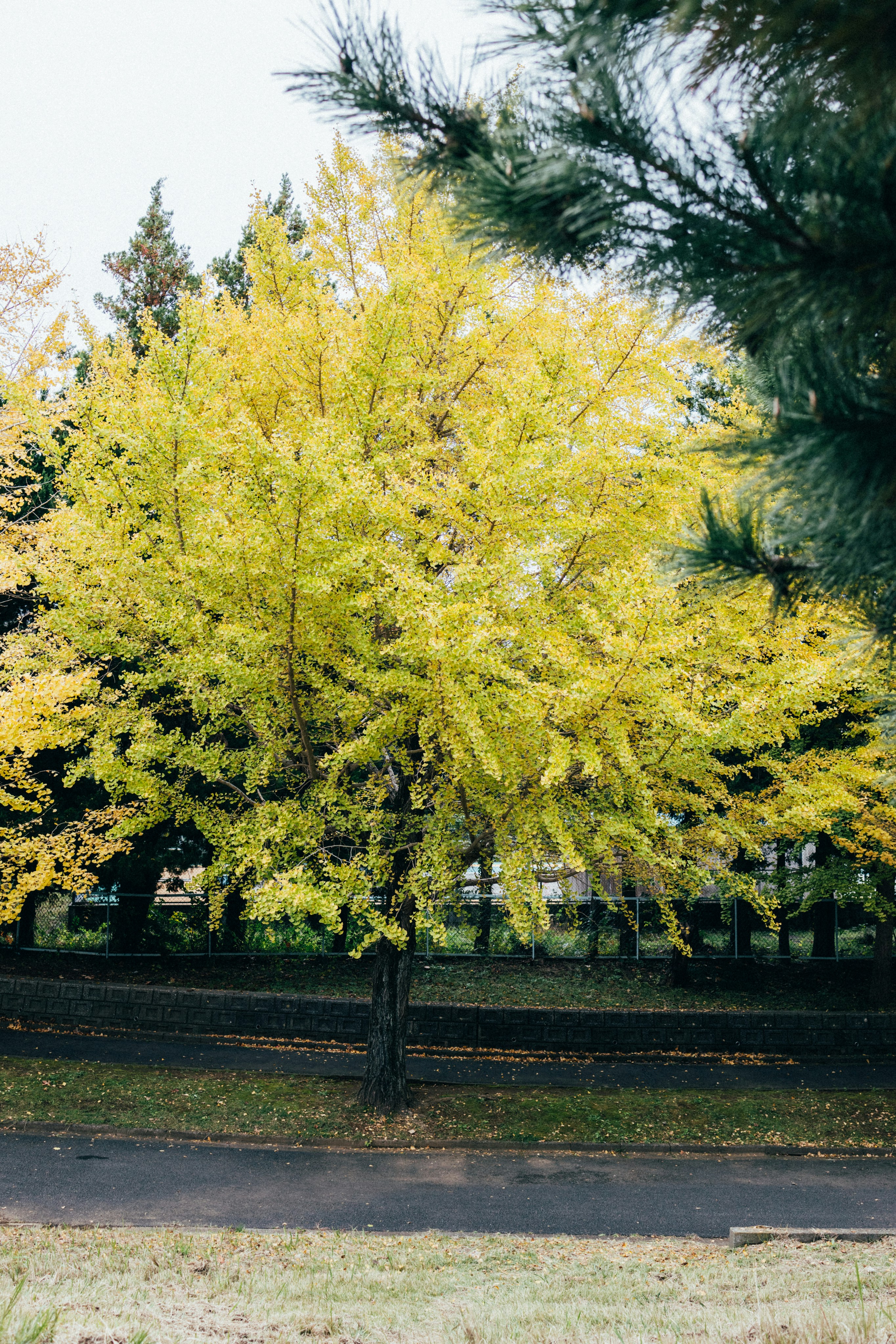 Photo by tsuyoshikozu