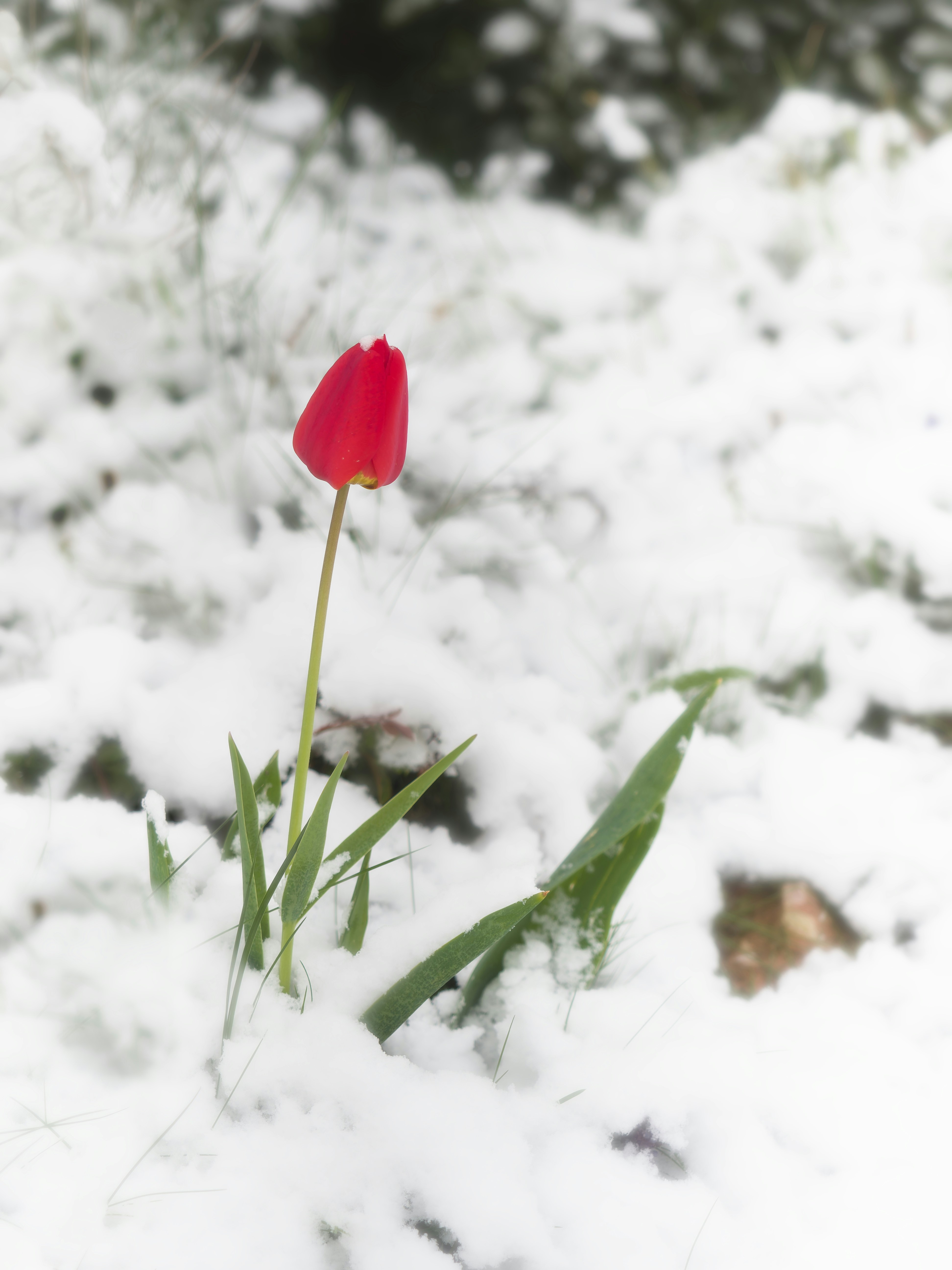 Photo by simon_berger