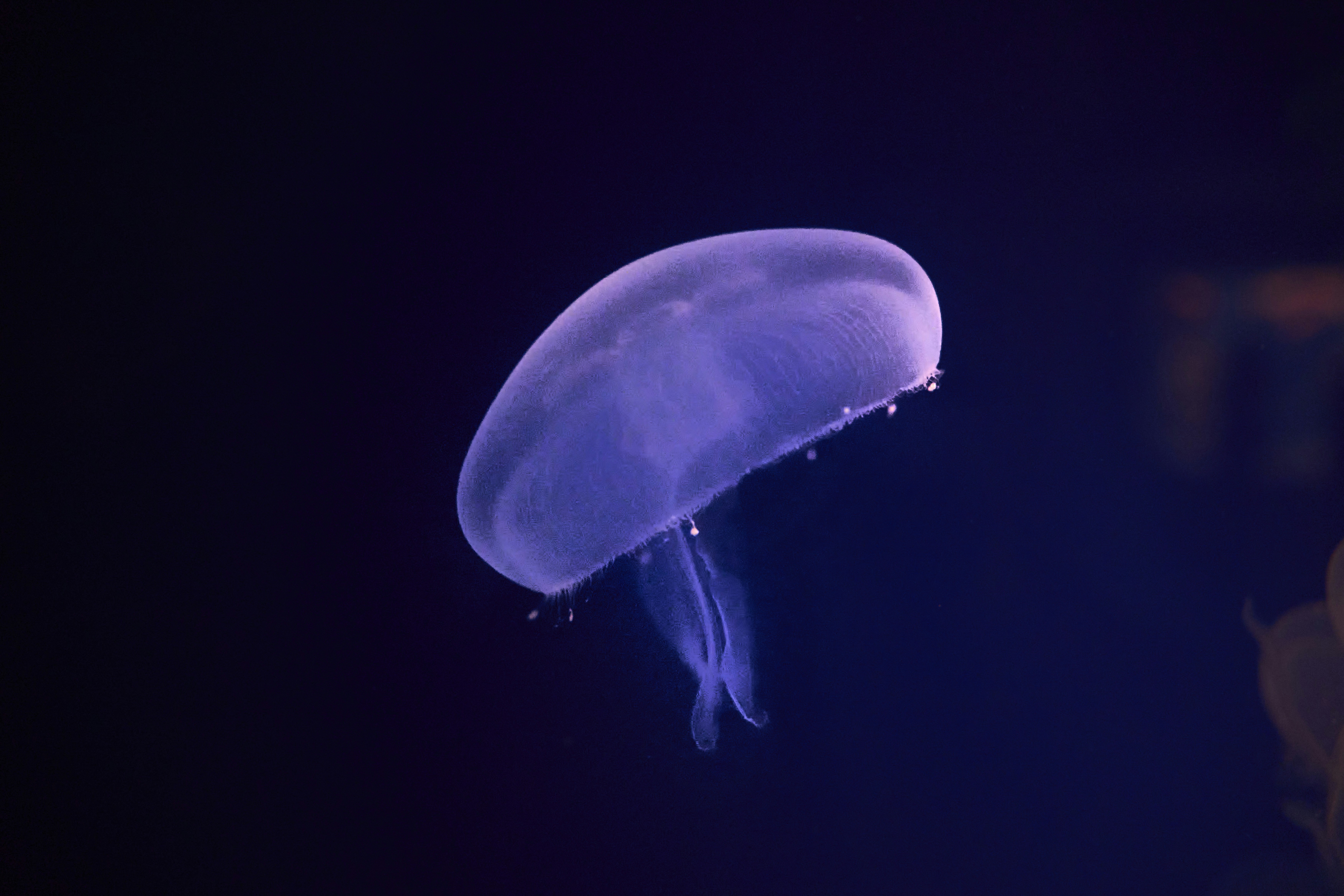 Photo by wolfgang_hasselmann