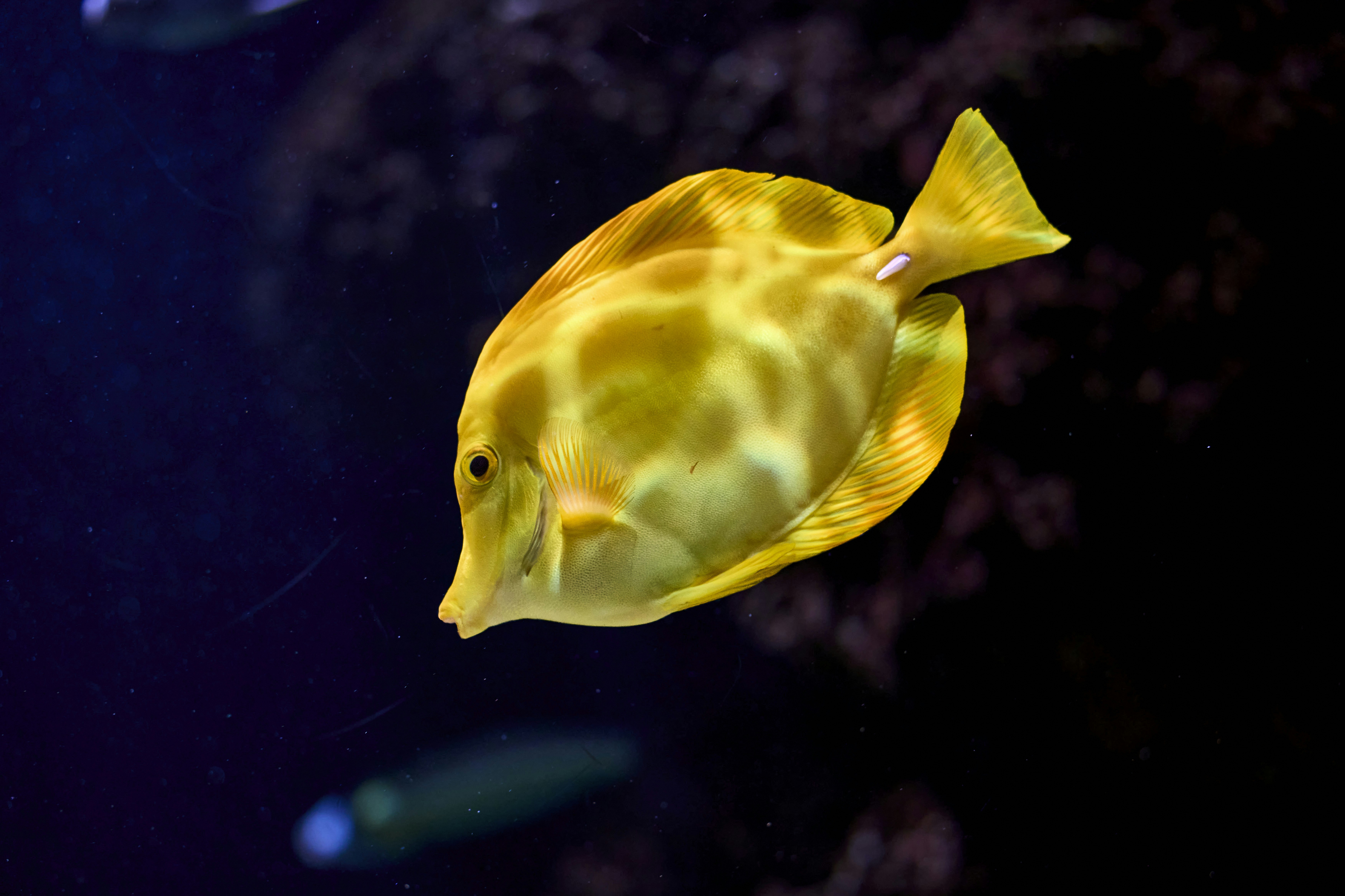 Seekor ikan kuning berenang di akuarium