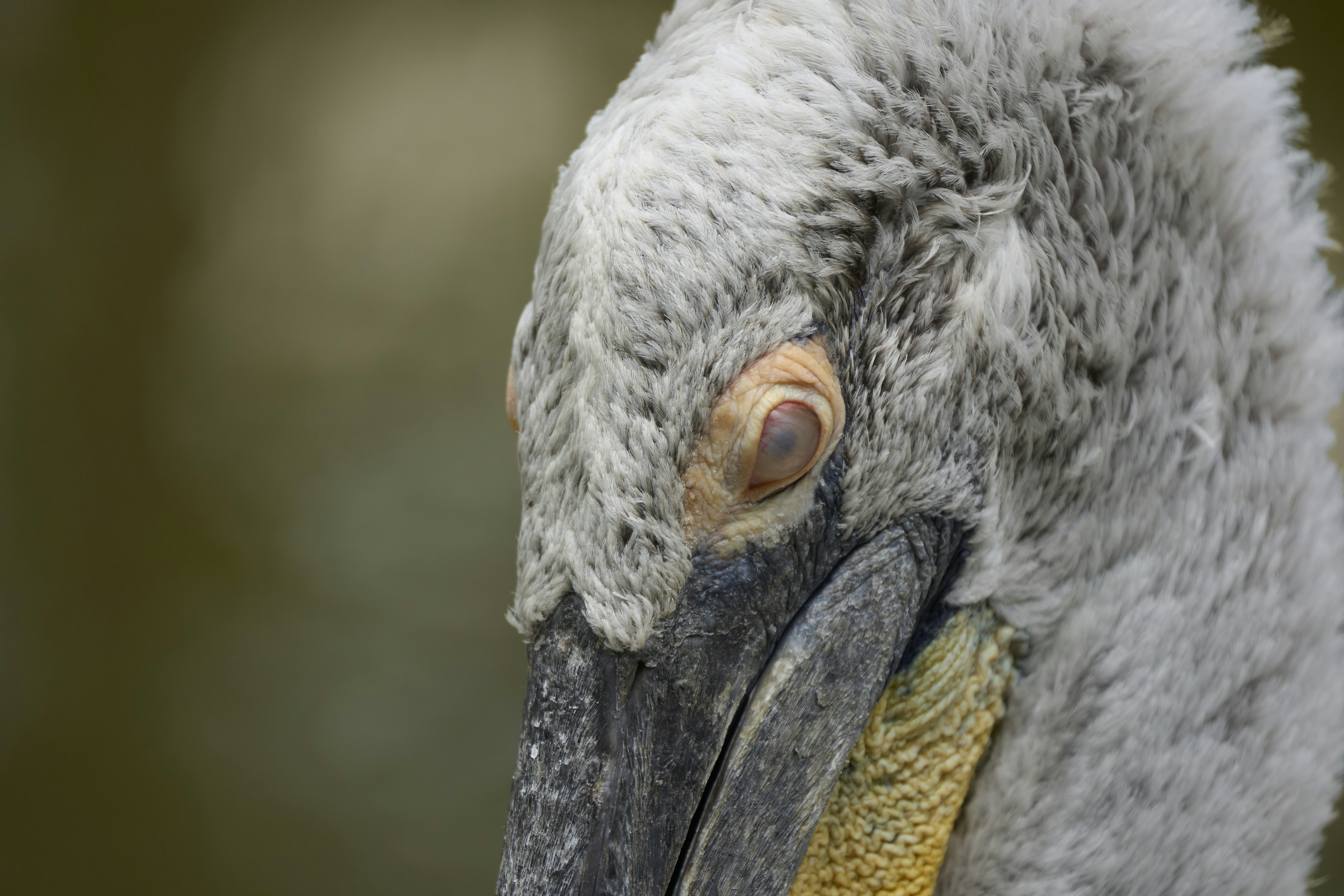 Photo by wolfgang_hasselmann