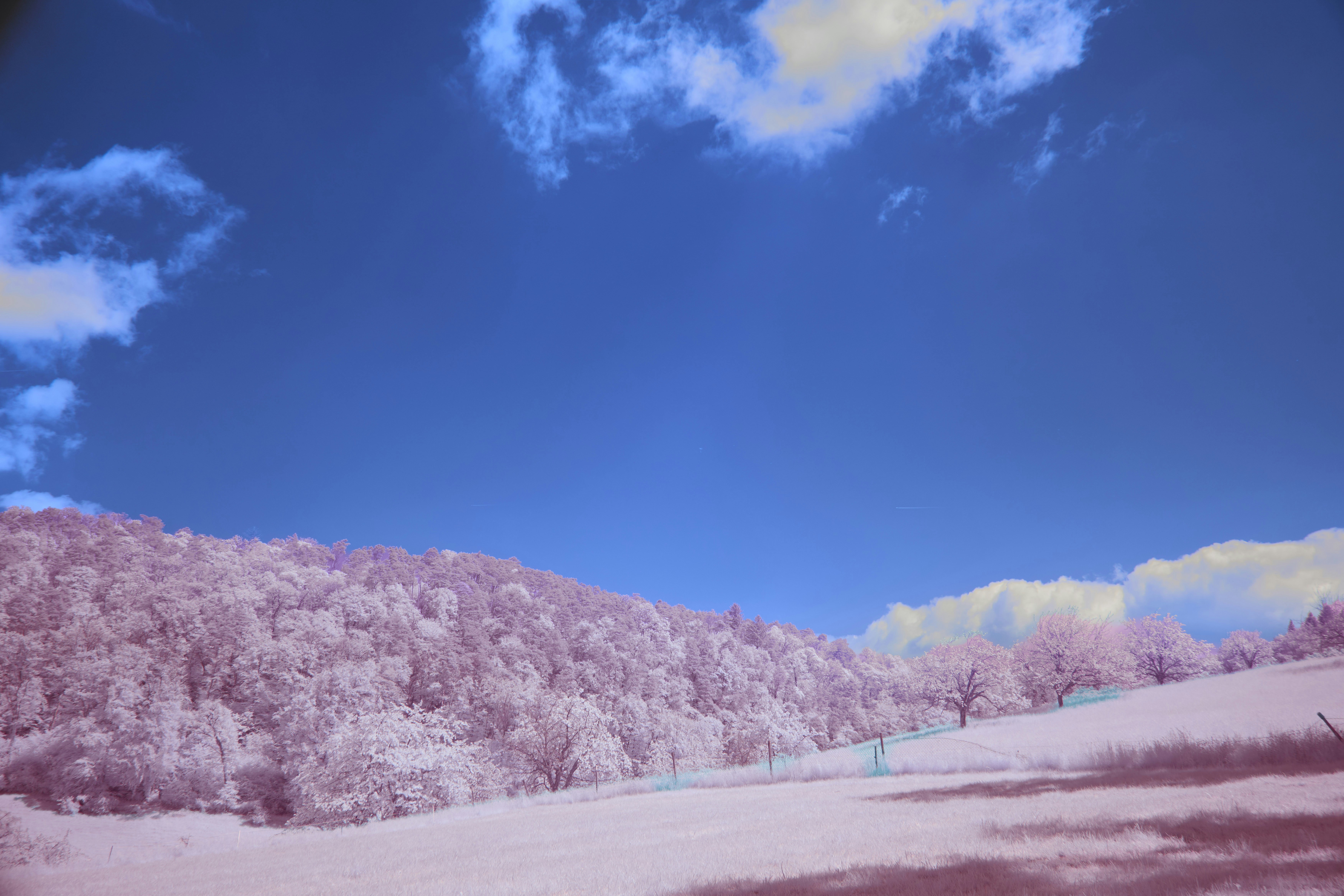 Photo by wolfgang_hasselmann