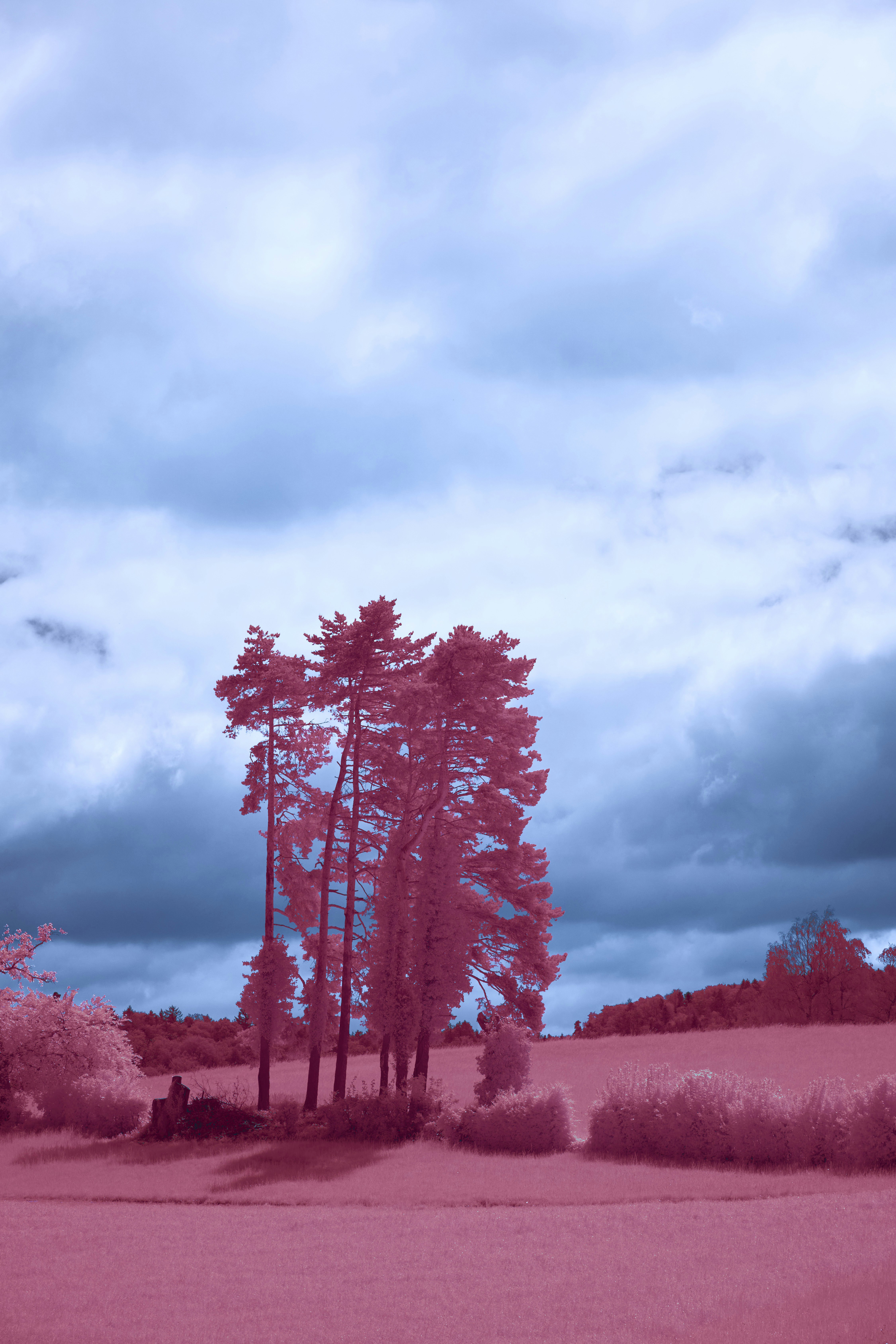 Photo by wolfgang_hasselmann