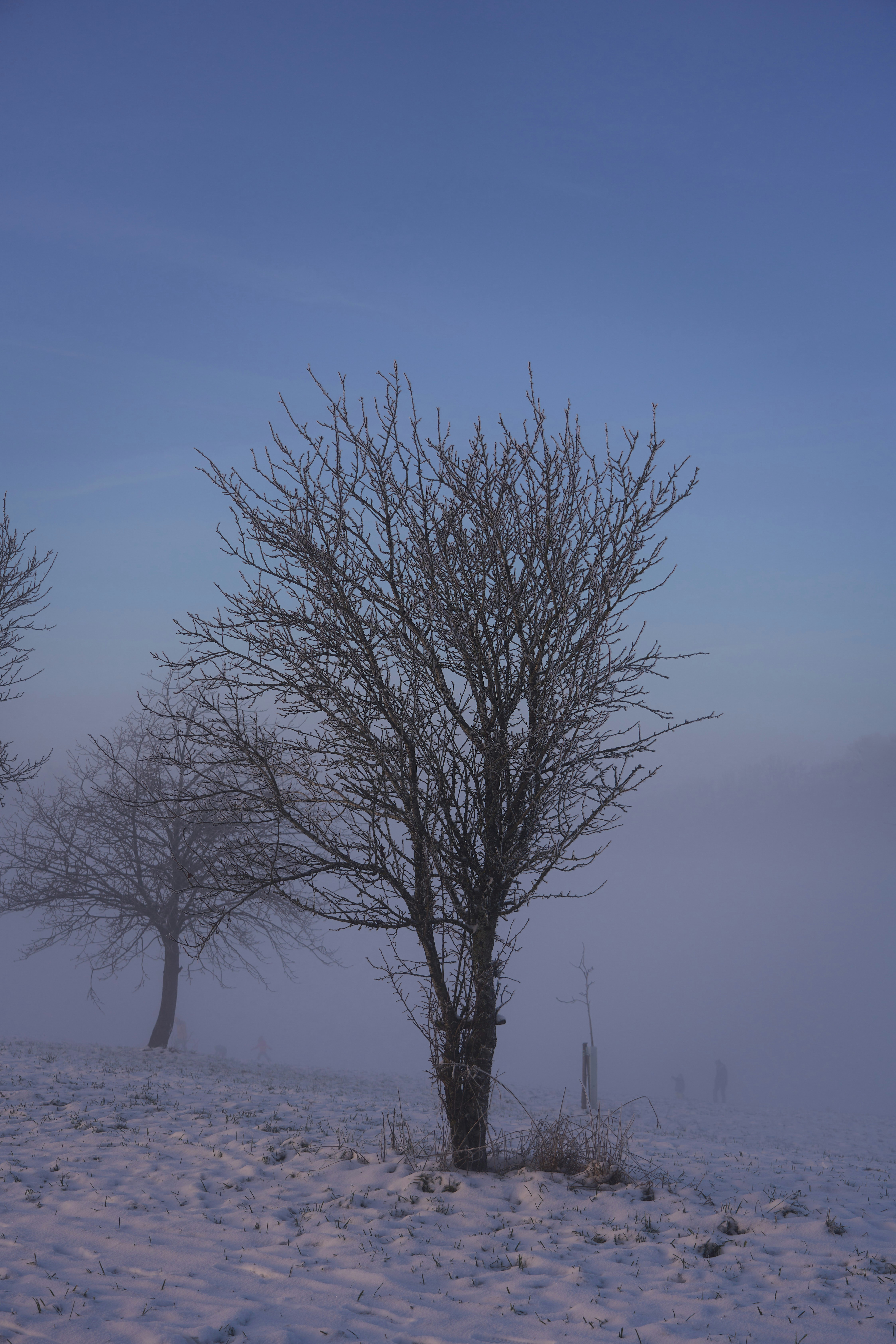 Photo by wolfgang_hasselmann