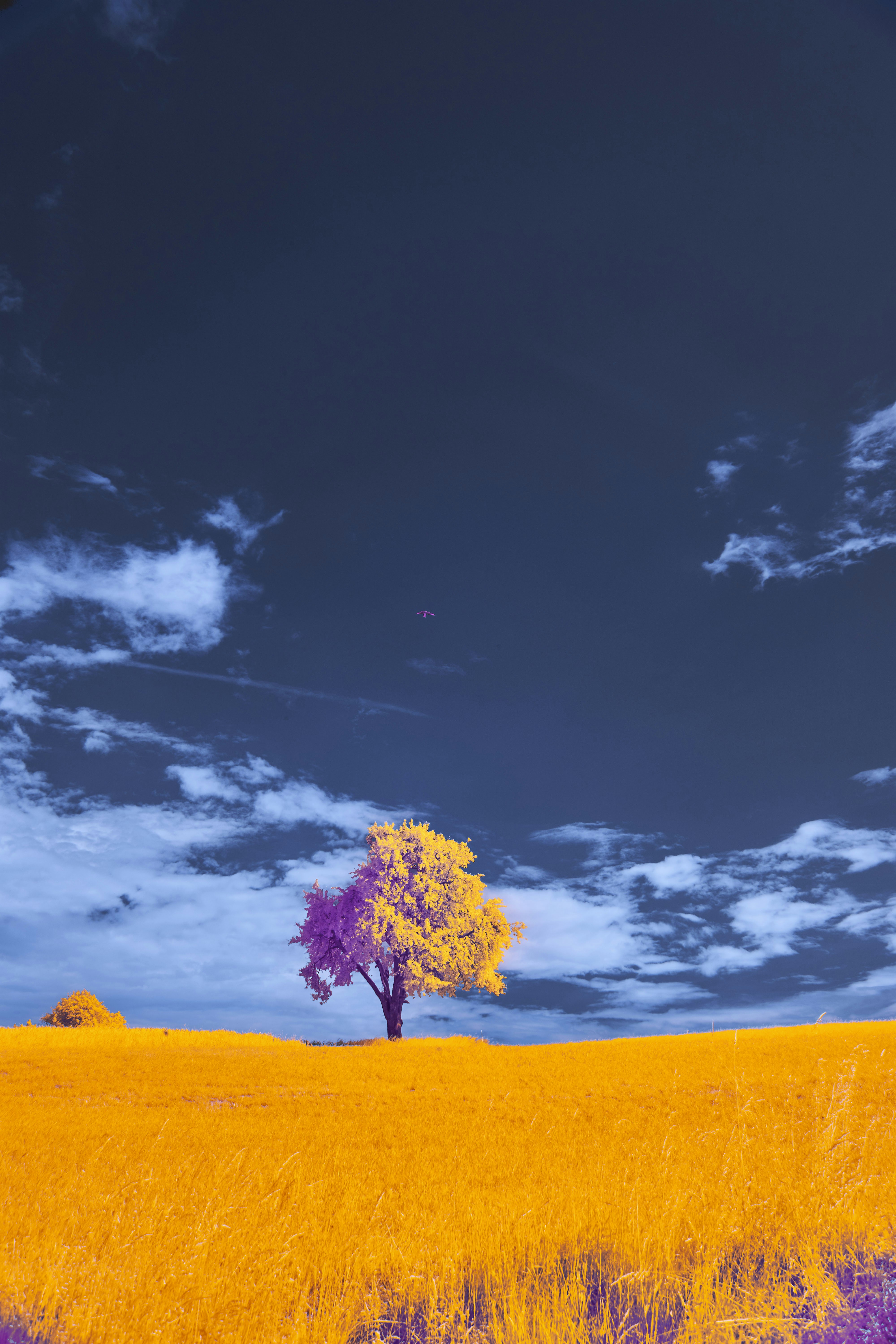 Photo by wolfgang_hasselmann