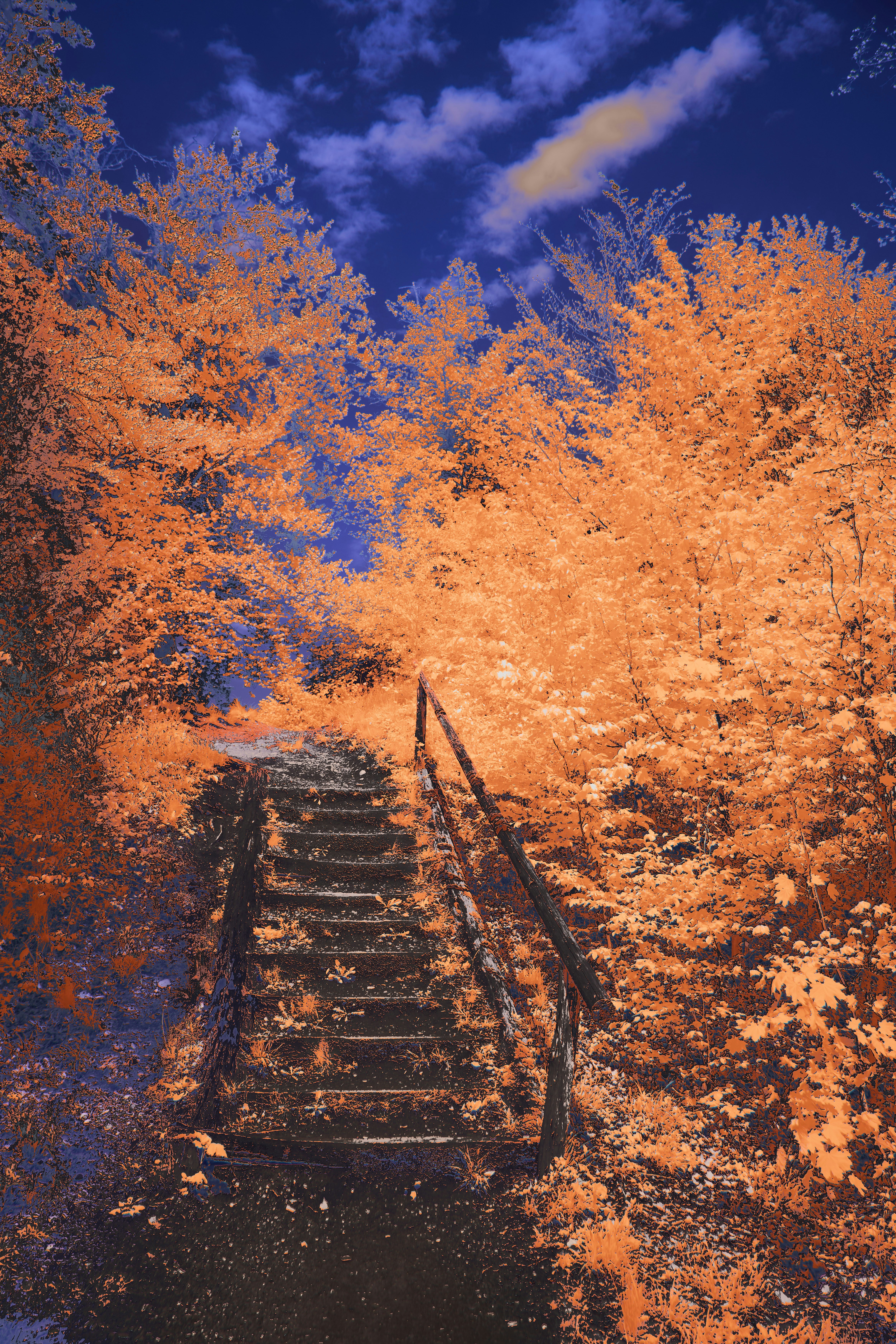 A set of stairs leading up to a tree filled forest photo – Free Autumn ...