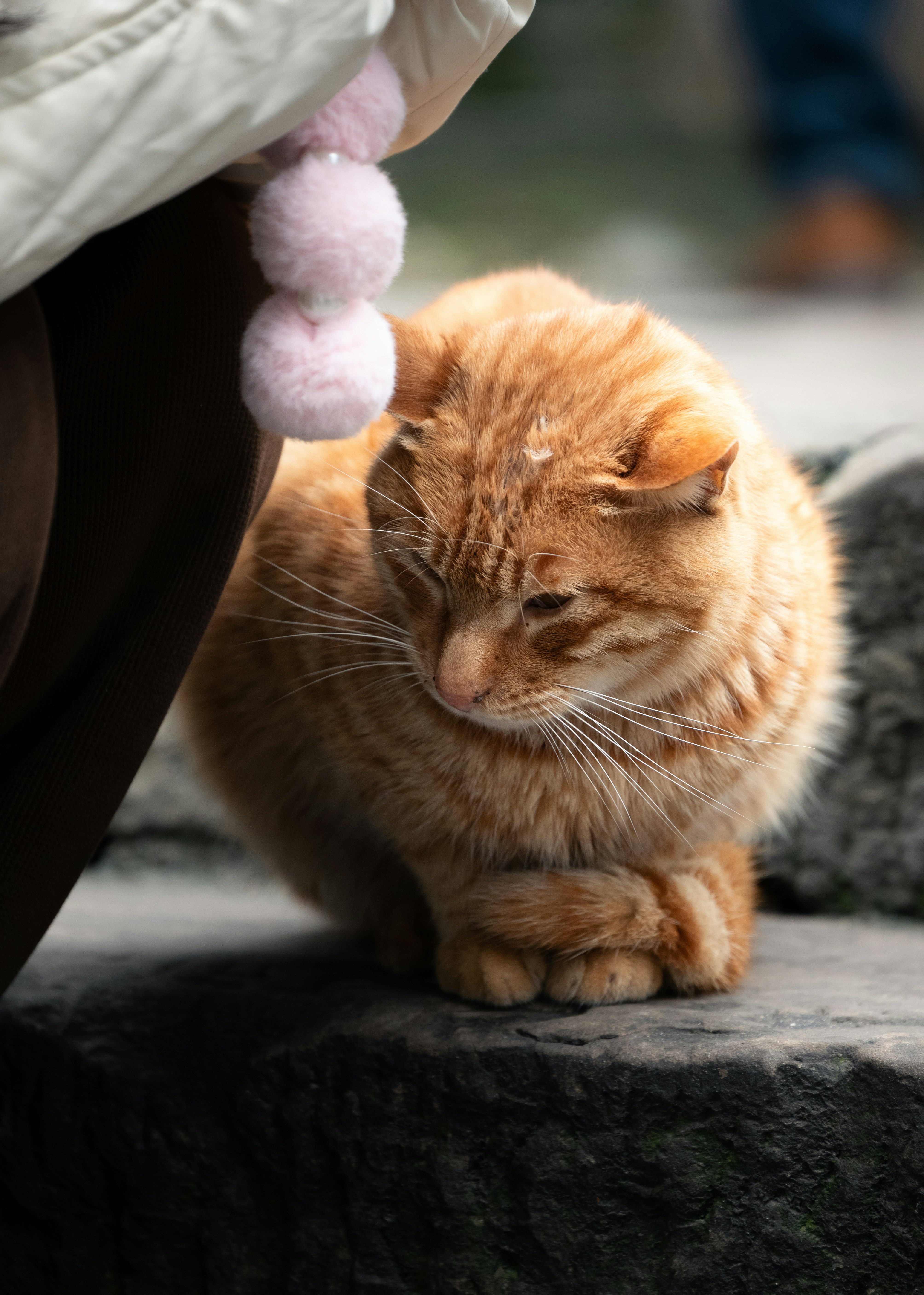 An orange cat sitting on top of a rock
