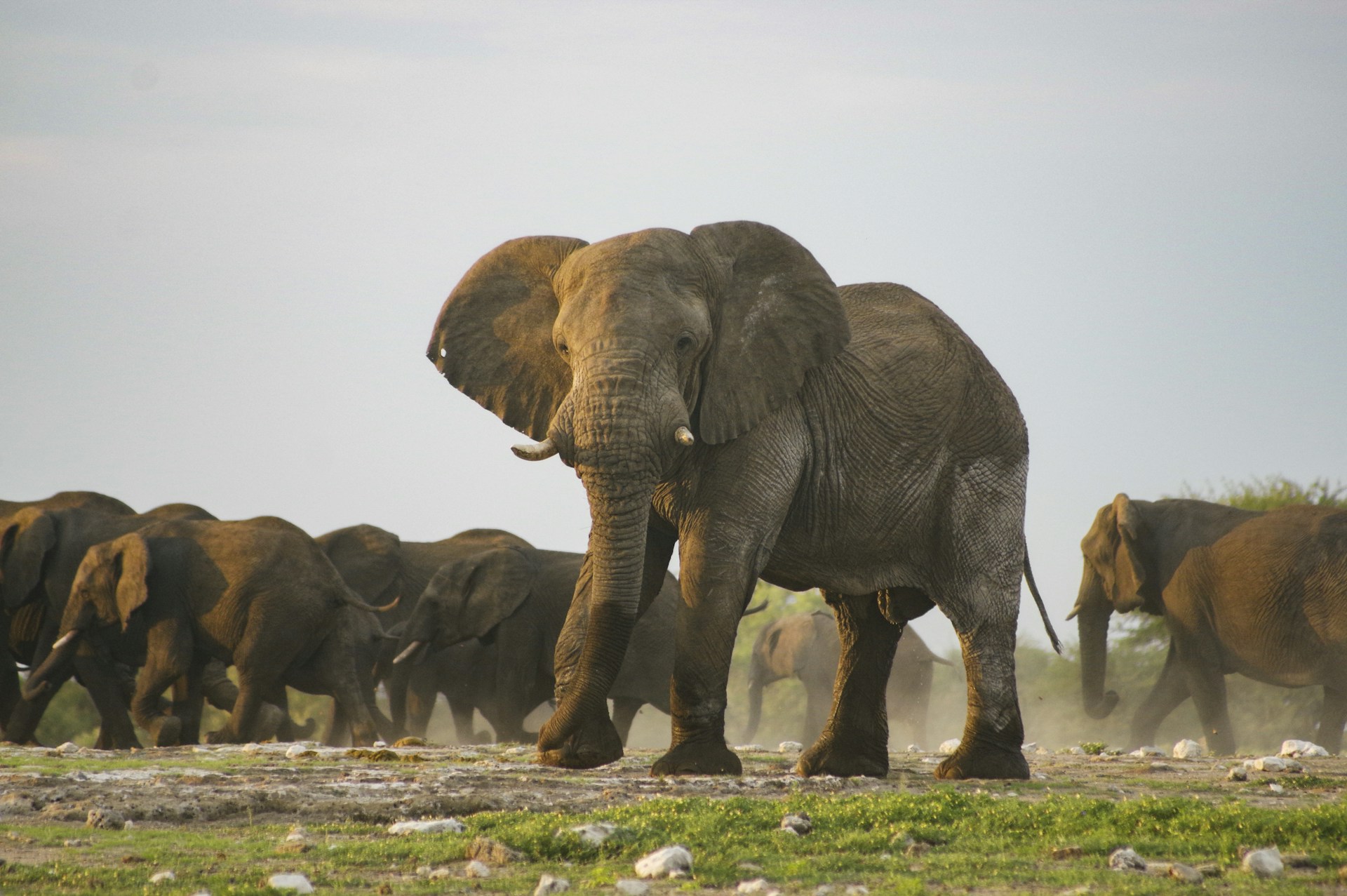 A herd of elephants walking across a grass covered field
