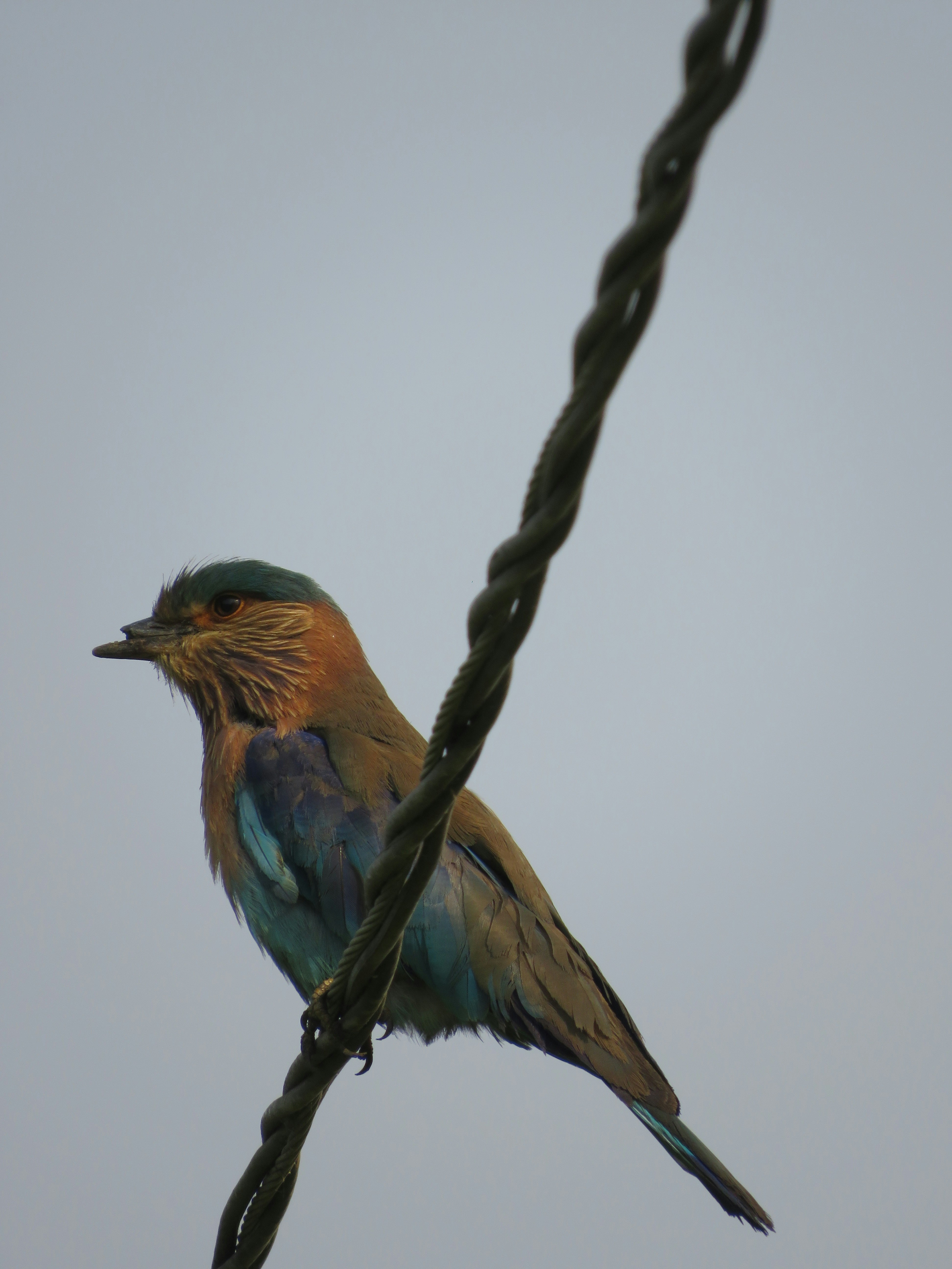 A colorful bird sitting on top of a power line