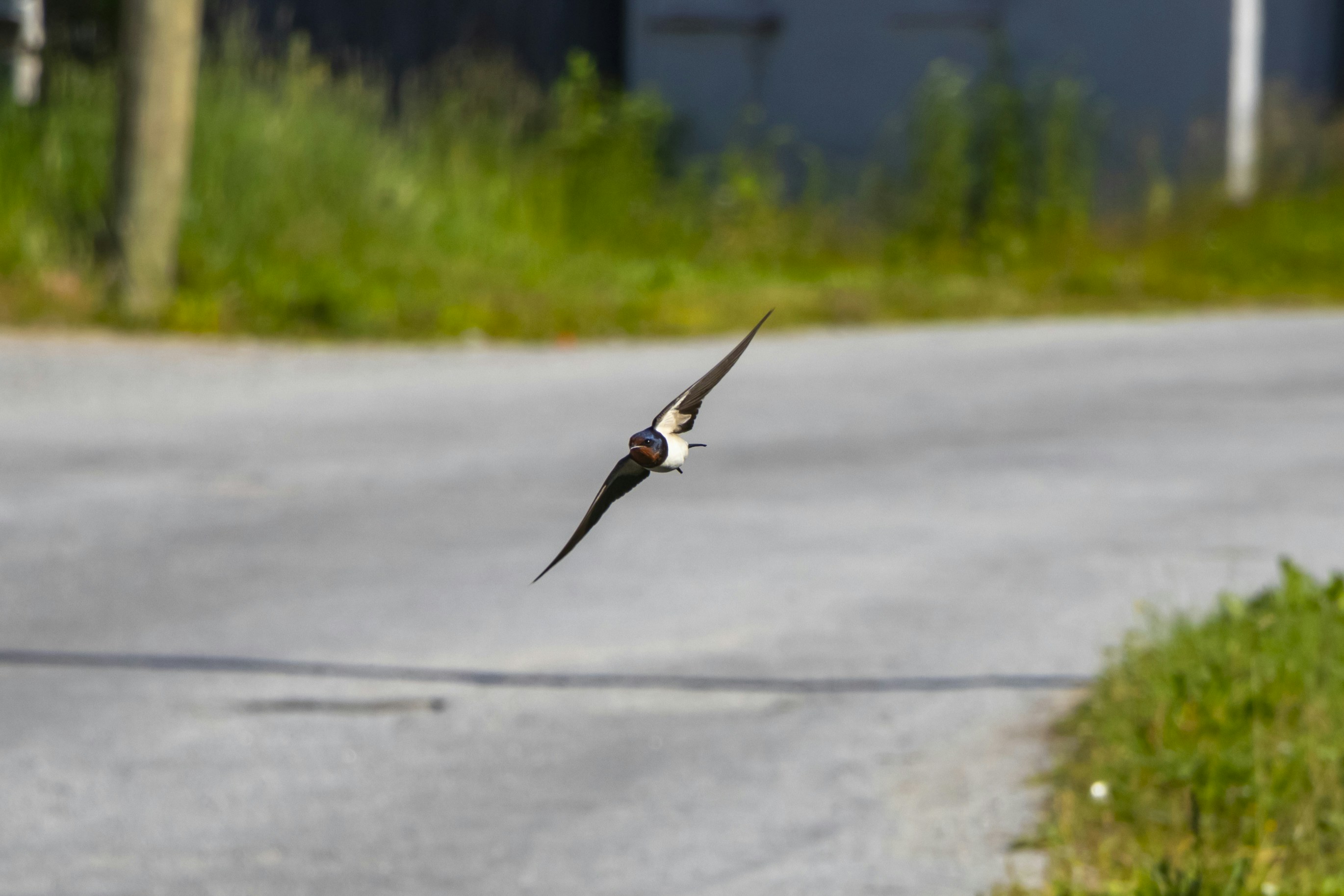 A bird flying over a road next to a building