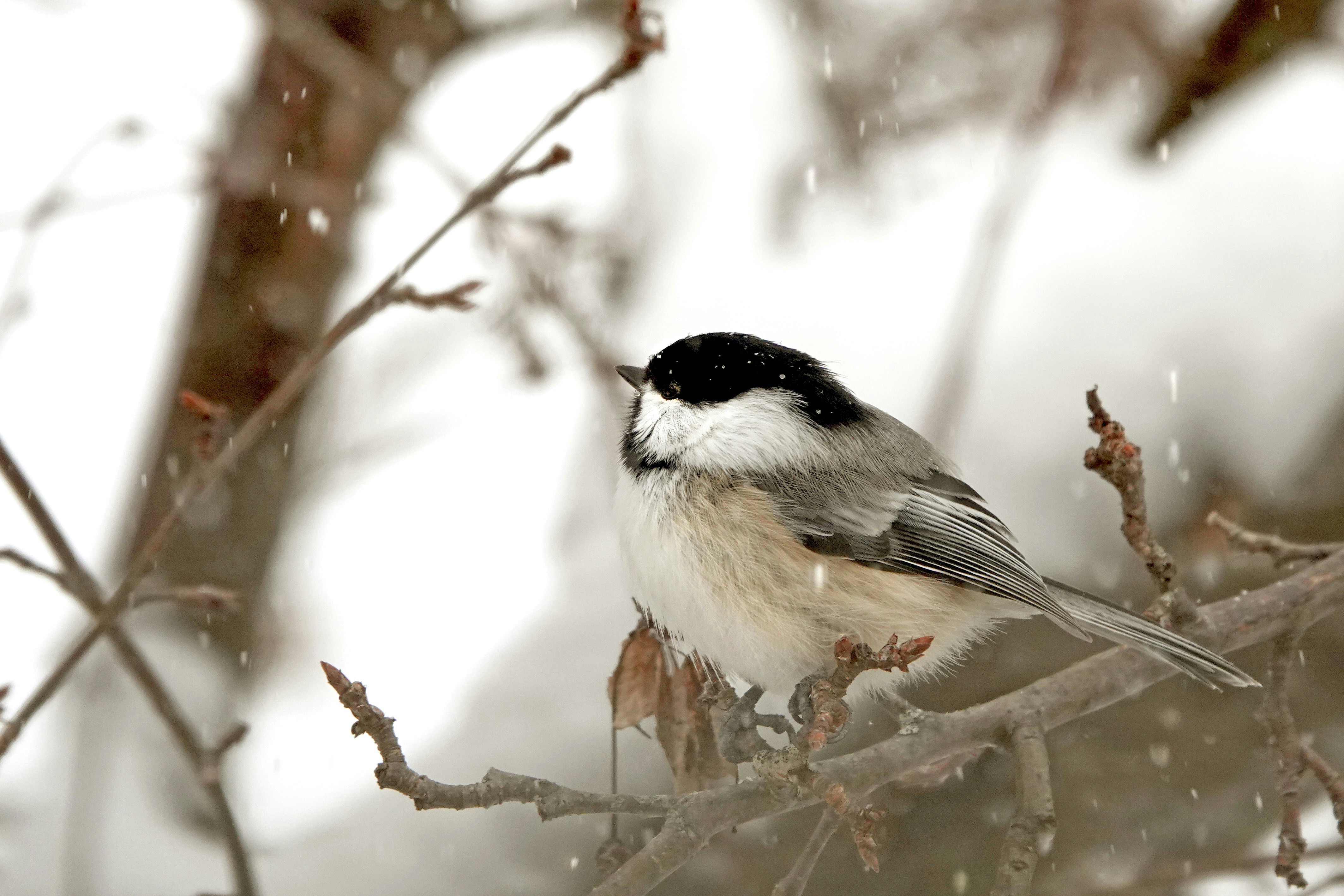 A black and white bird sitting on a tree branch