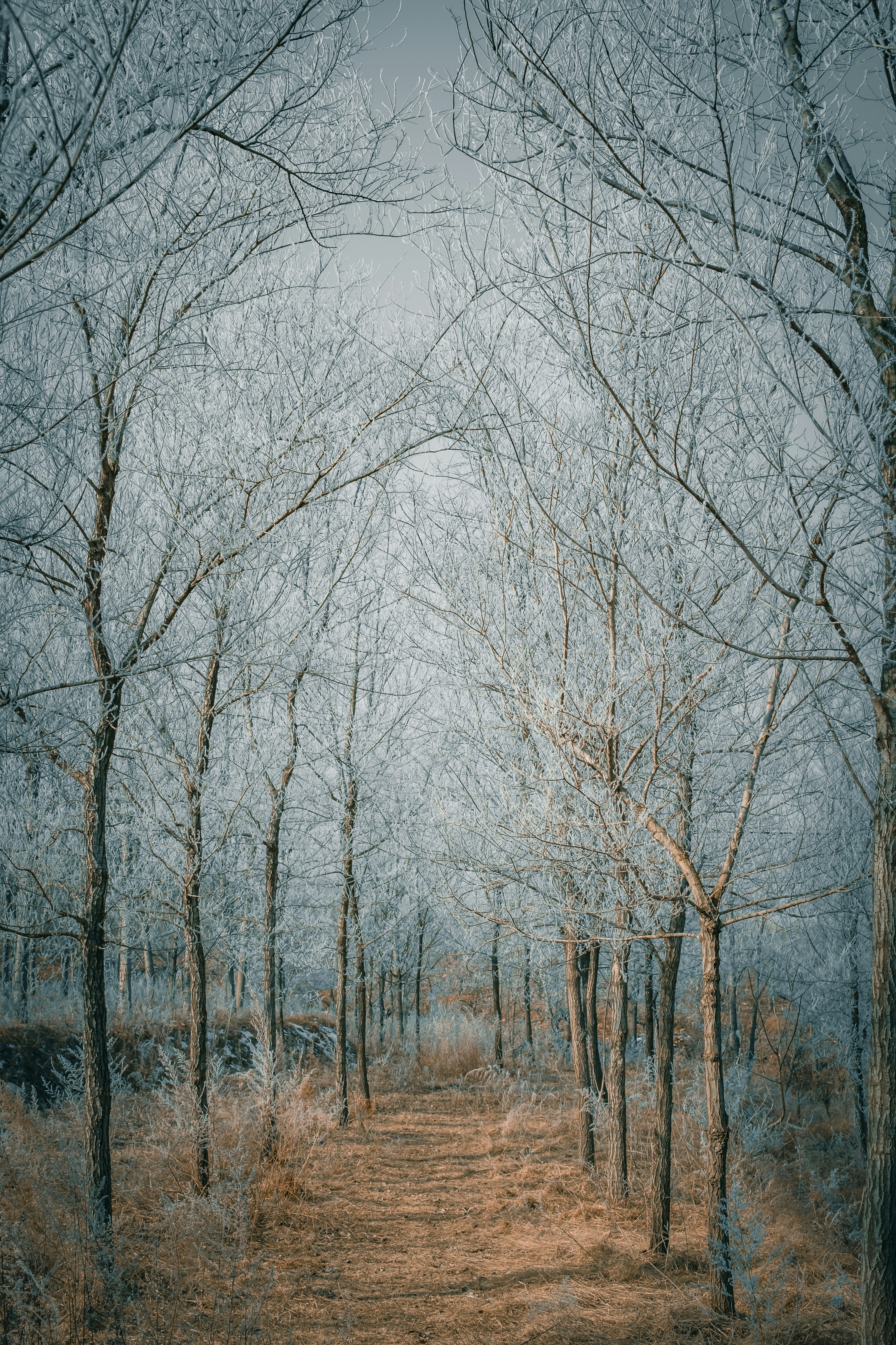 A painting of a path in the woods