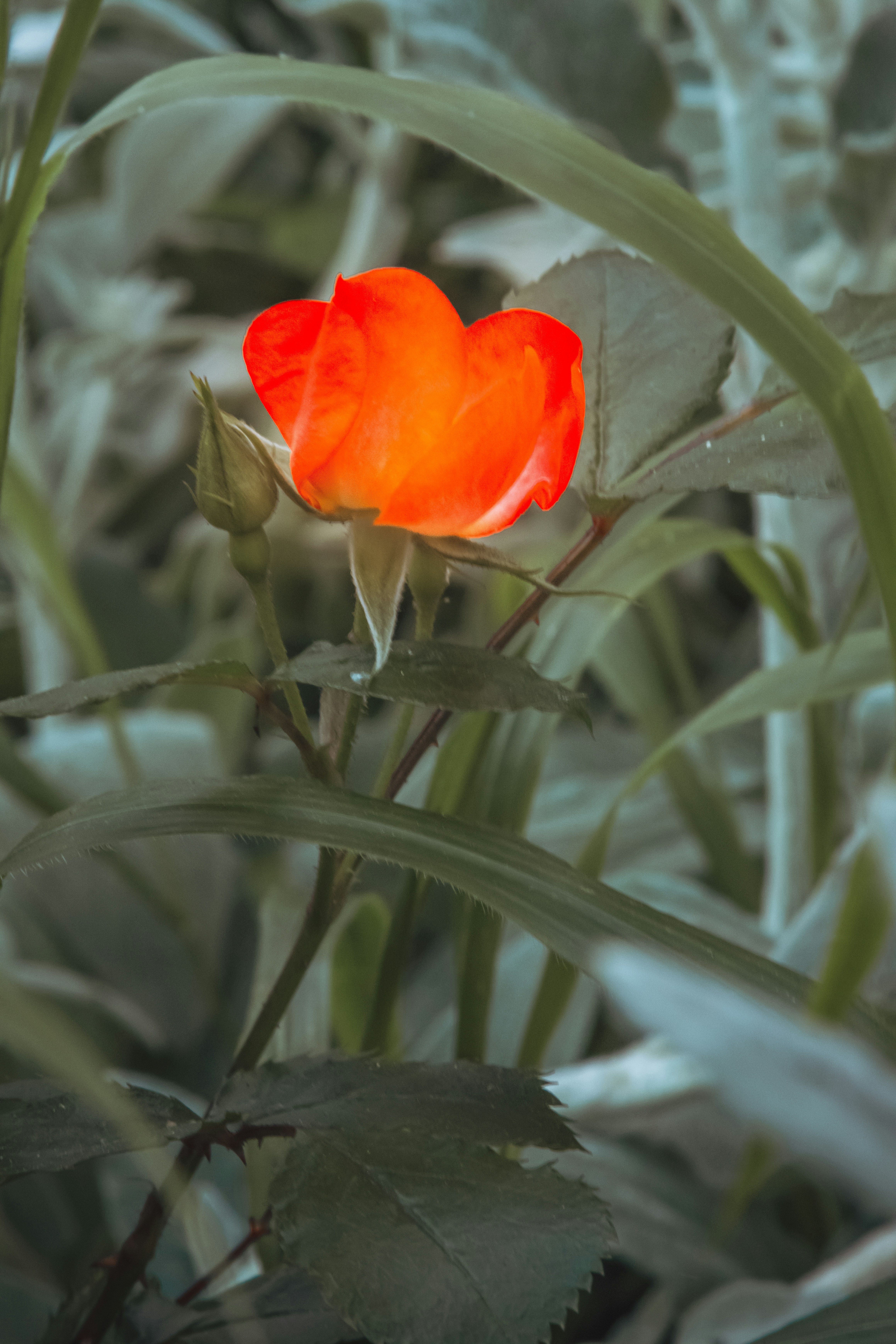 A single red flower in the middle of a field