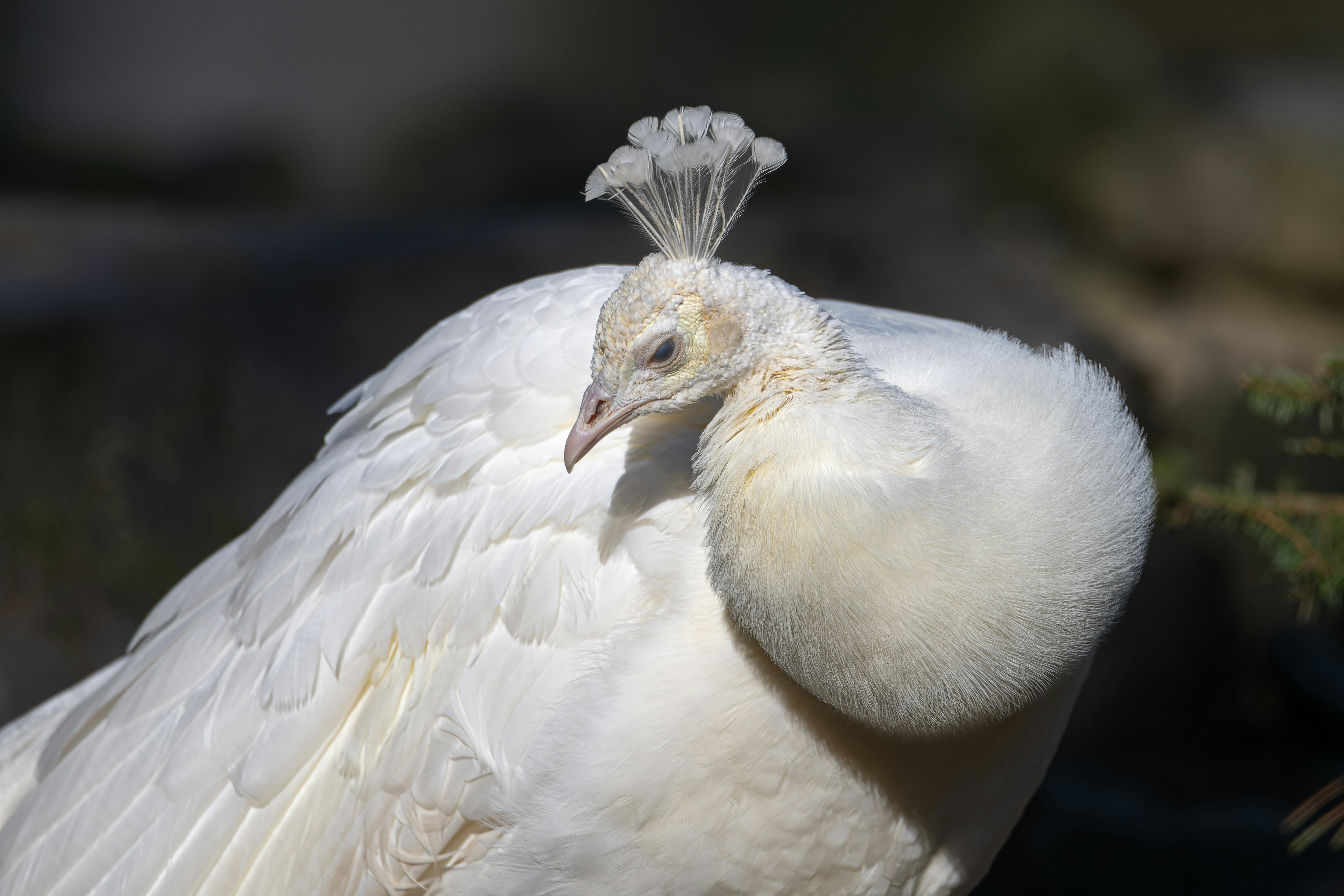 Photo by siegfriedpoepperl