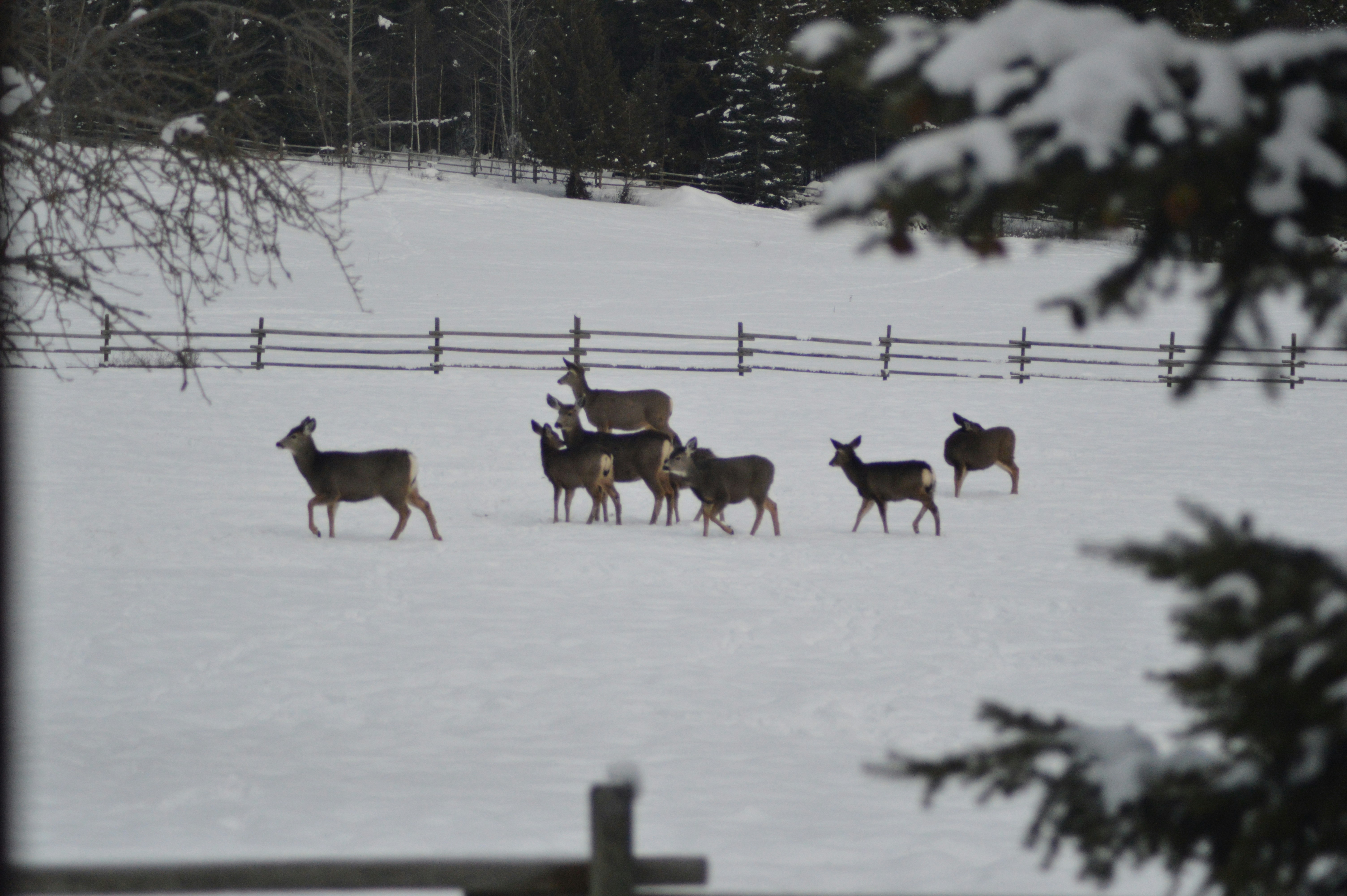Eine Herde Rehe läuft über ein schneebedecktes Feld