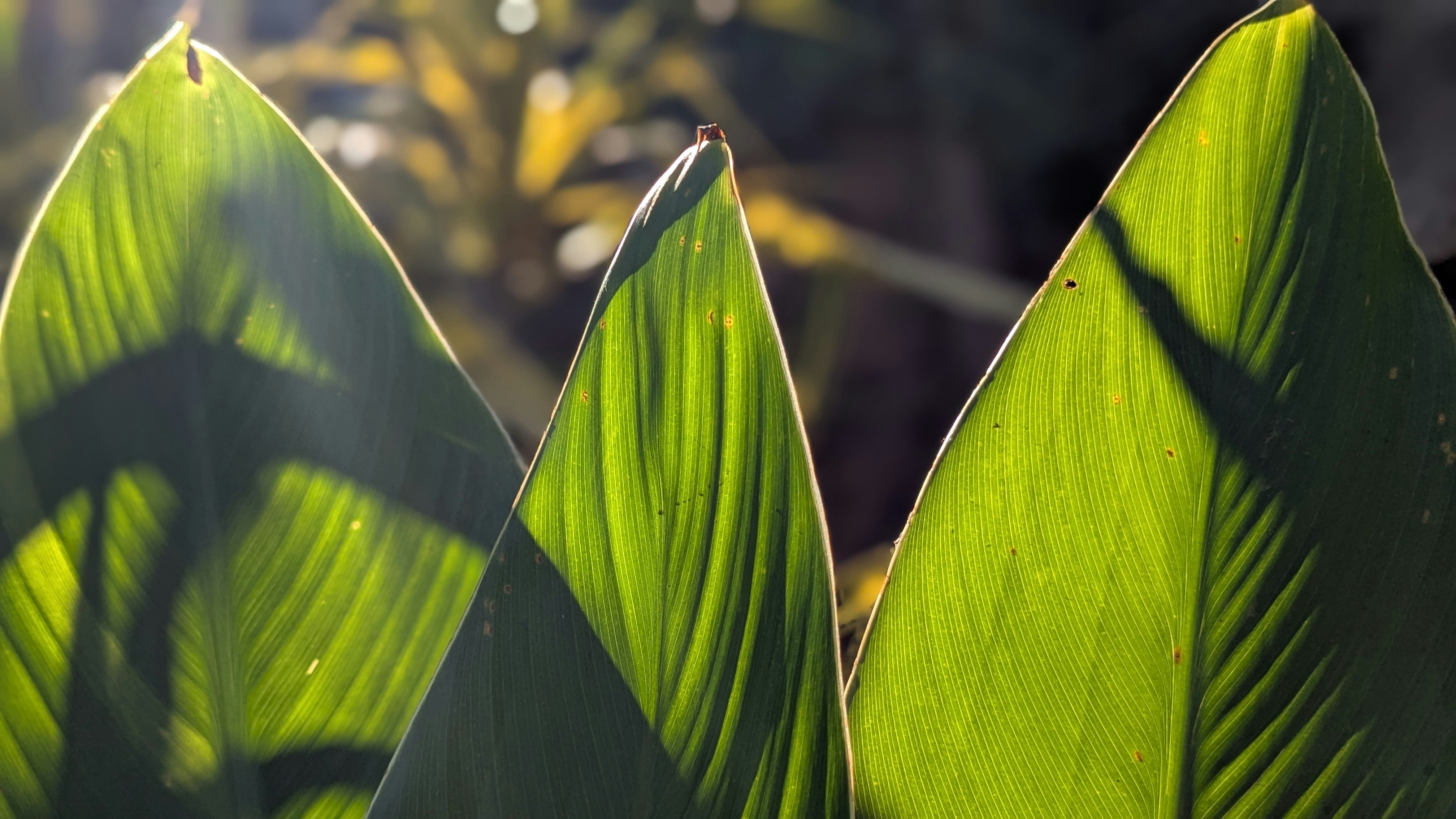 Photo by photogitthi