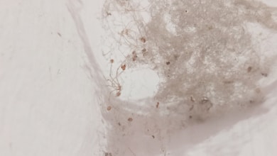 Zihinsel Dağınıklığı Önlemek İçin Mini Taktikler