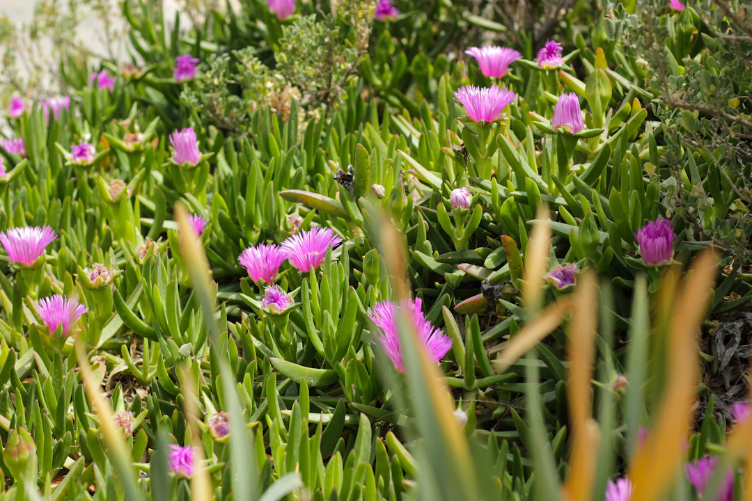 Pink wildflowers in the grass