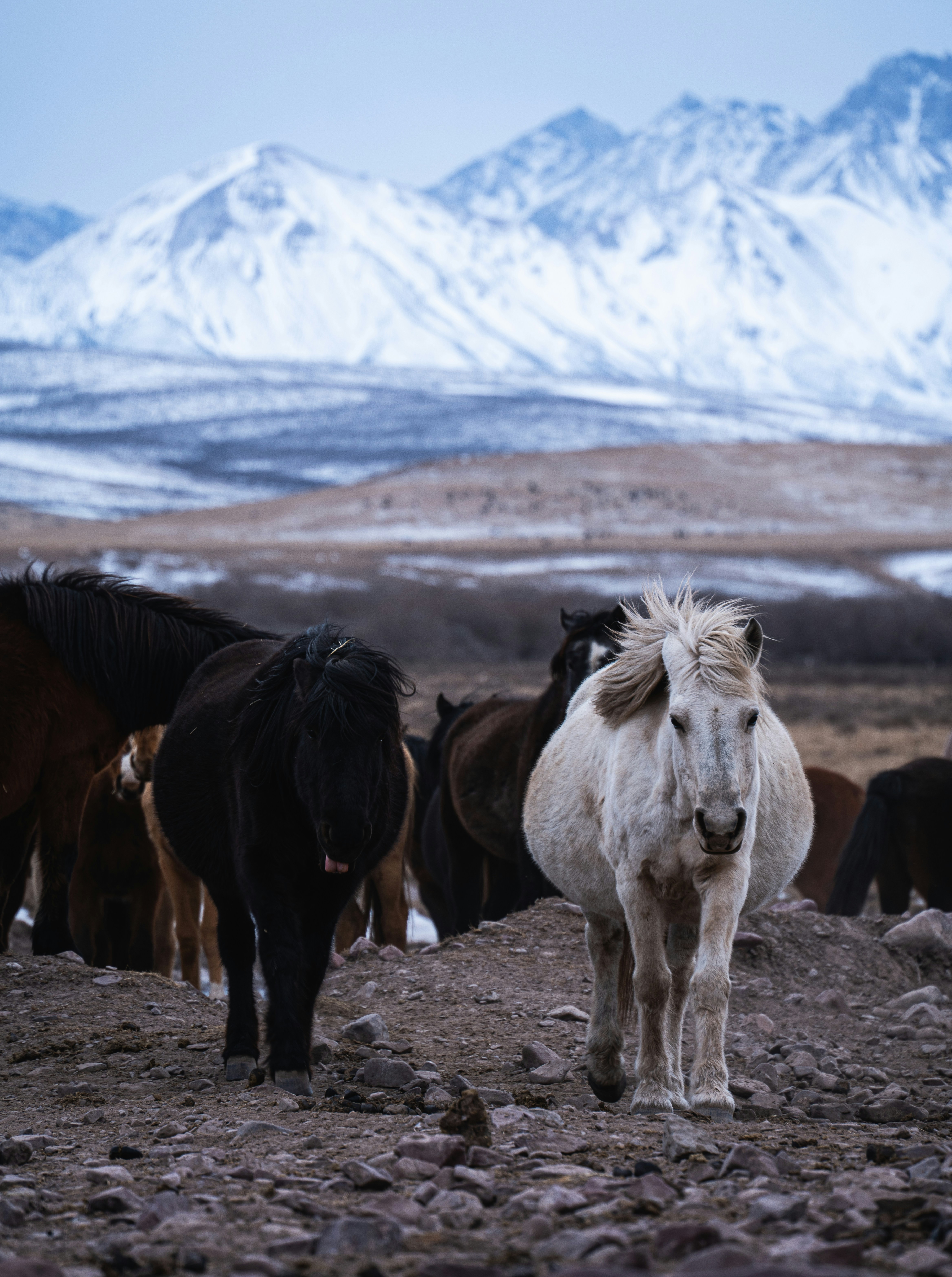 A herd of horses standing on top of a rocky field