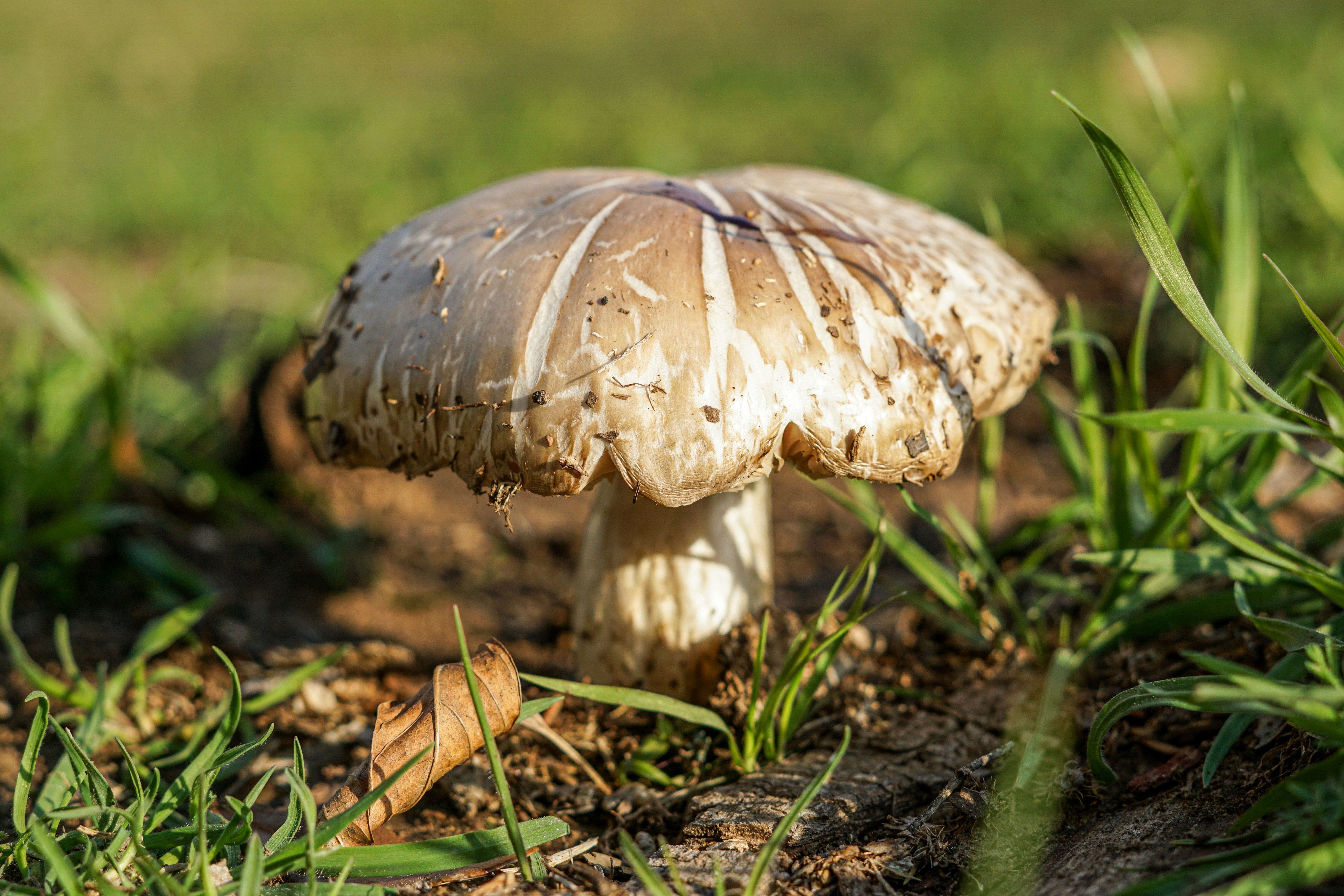 Photo by thomascpark